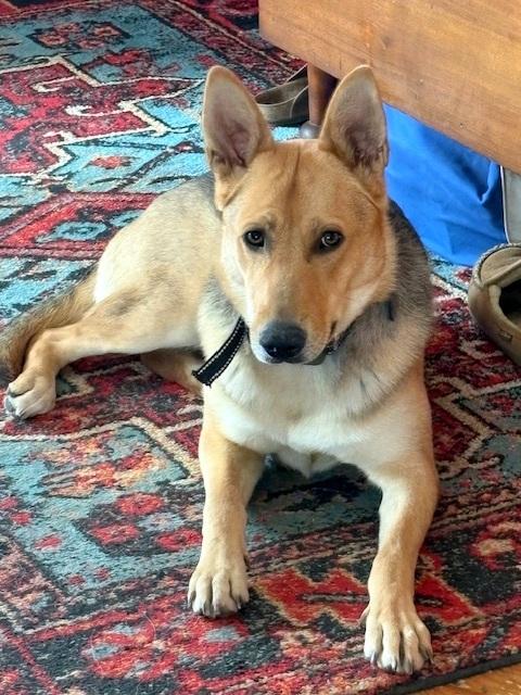 Enlarge SALLY - super smart girl, a ADOPTABLE mixed breed in East Brunswick, NJ image 1/5