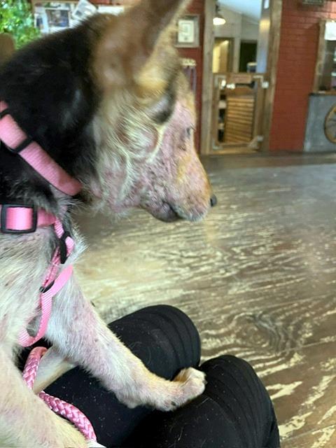 Enlarge SALLY - super smart girl, a ADOPTABLE mixed breed in East Brunswick, NJ image 4/5