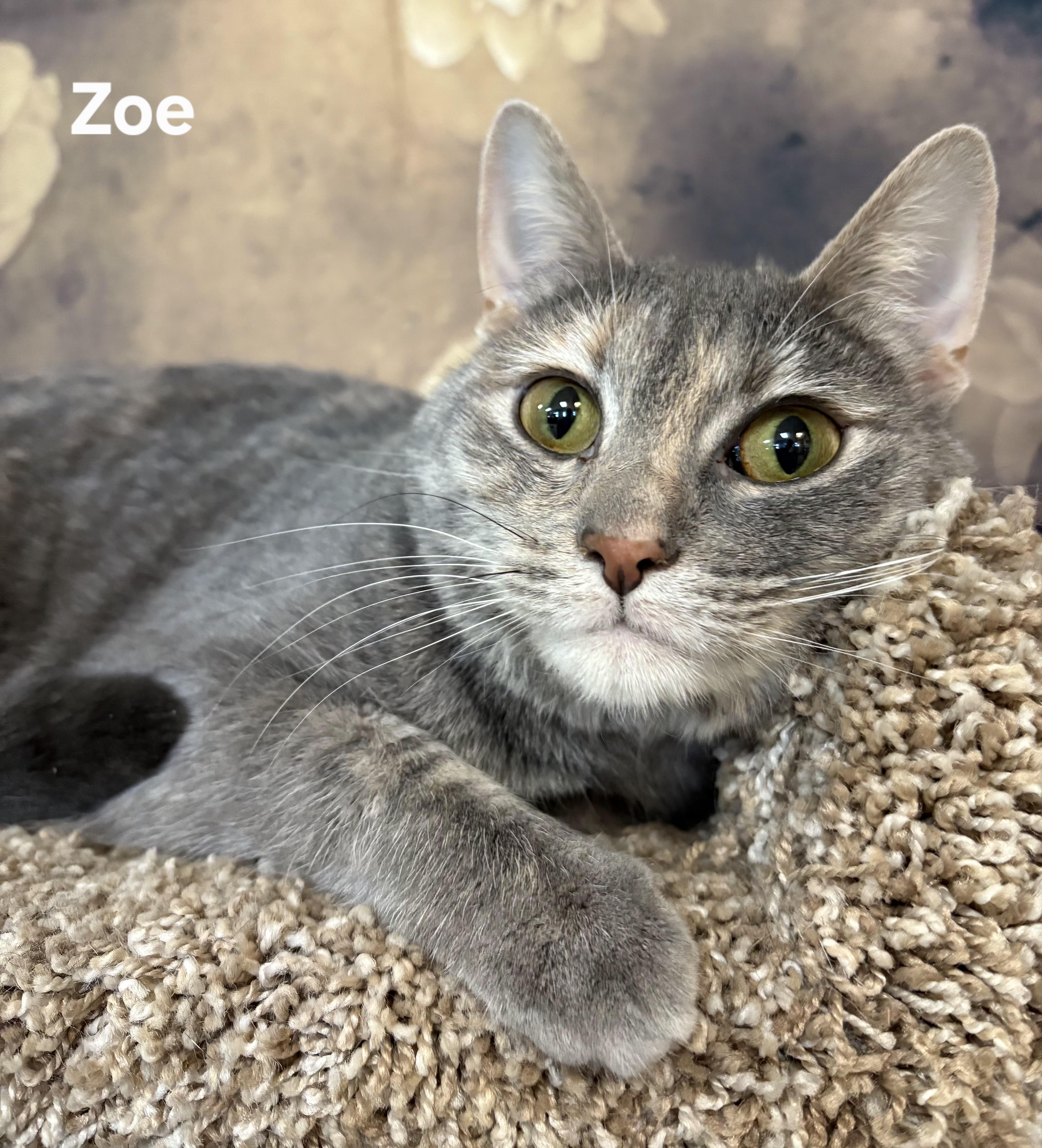 Zoe, ADOPTABLE, Adult Female Domestic Short Hair.