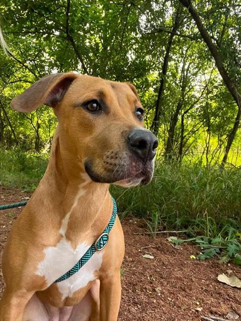HONEY BEE, Adoptable, Young Female Pit Bull Terrier & Mixed Breed.
