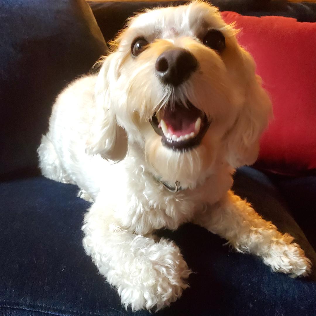 Enlarge Beau, a Adopted Maltipoo in New York, NY image 4/6