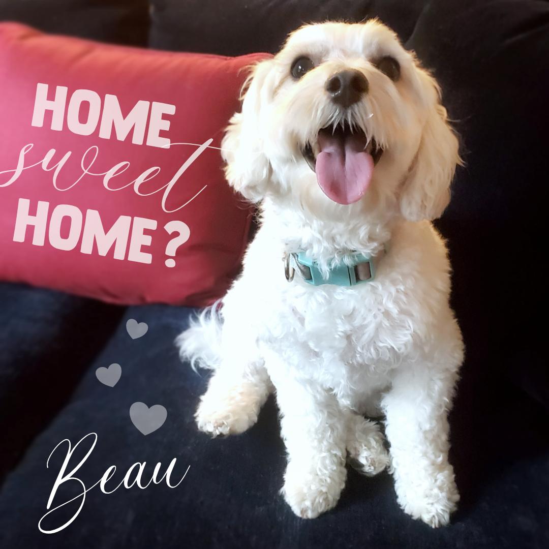 Enlarge Beau, a Adopted Maltipoo in New York, NY image 2/6