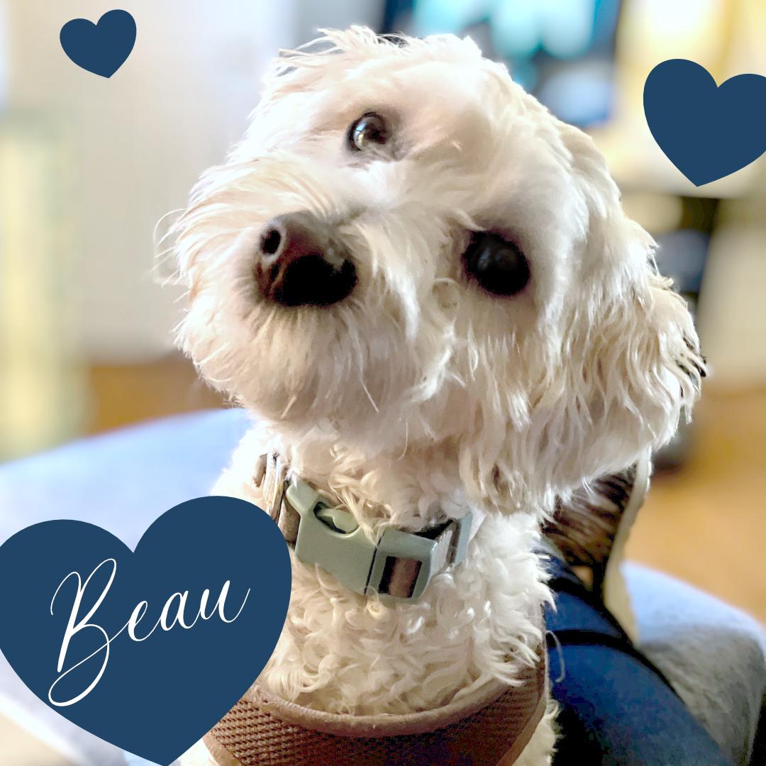 Beau, Adopted, Young Male Maltipoo.
