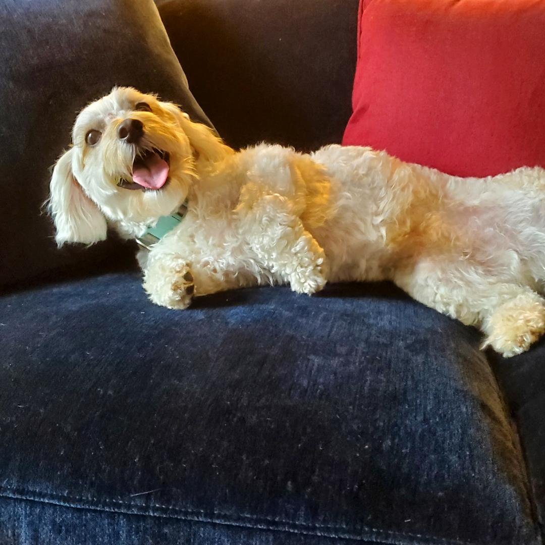 Enlarge Beau, a Adopted Maltipoo in New York, NY image 5/6