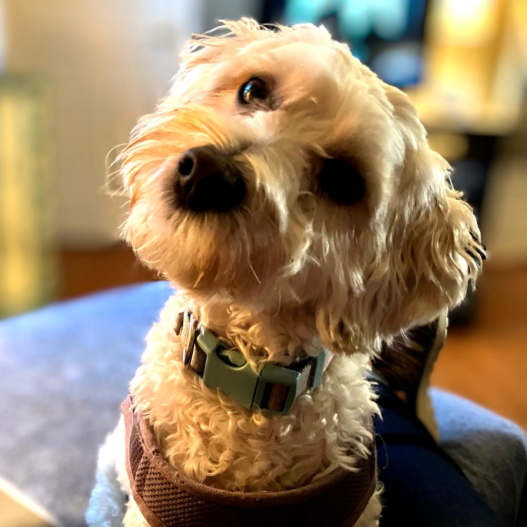 Enlarge Beau, a Adopted Maltipoo in New York, NY image 6/6