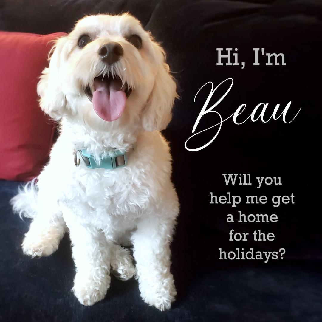 Enlarge Beau, a Adopted Maltipoo in New York, NY image 3/6