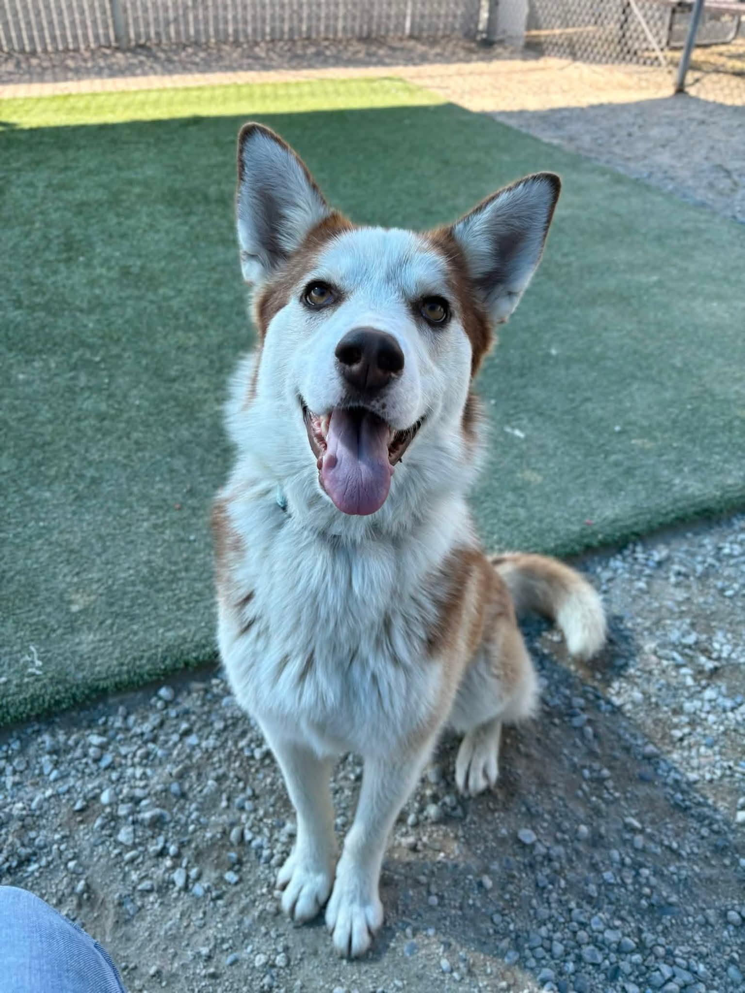 Enlarge Milani, a Adoptable Husky in Lincoln City, CA image 2/4