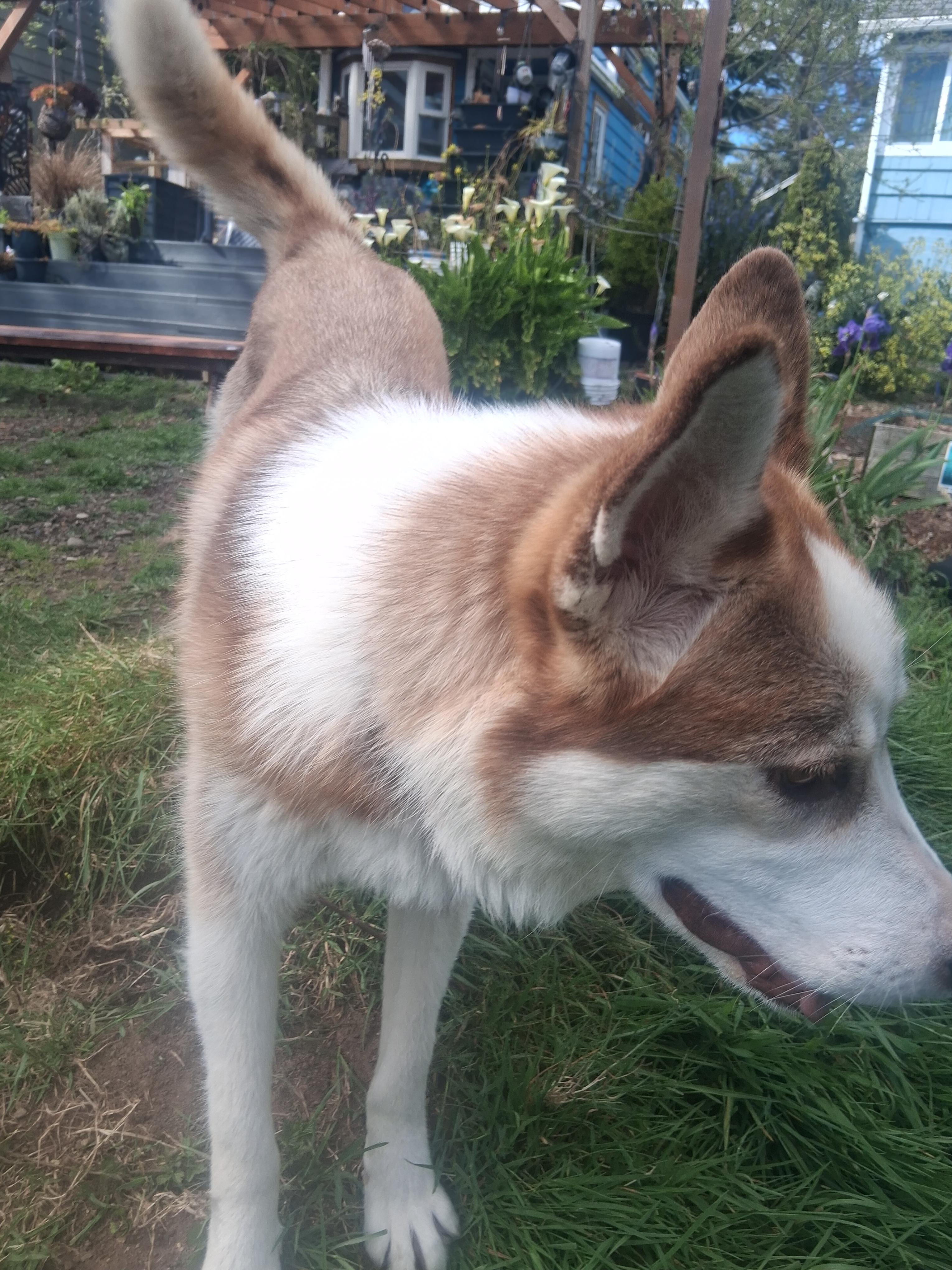 Enlarge Milani, a Adoptable Husky in Lincoln City, CA image 4/4