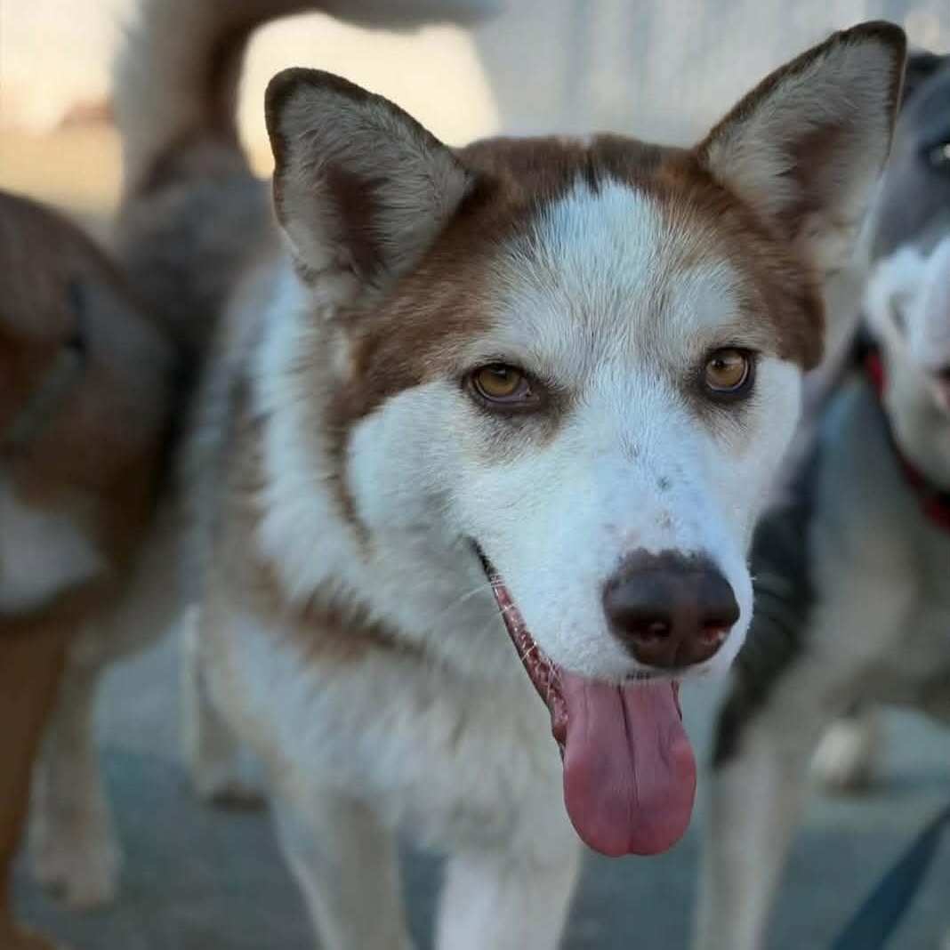 Enlarge Milani, a Adoptable Husky in Lincoln City, CA image 1/4