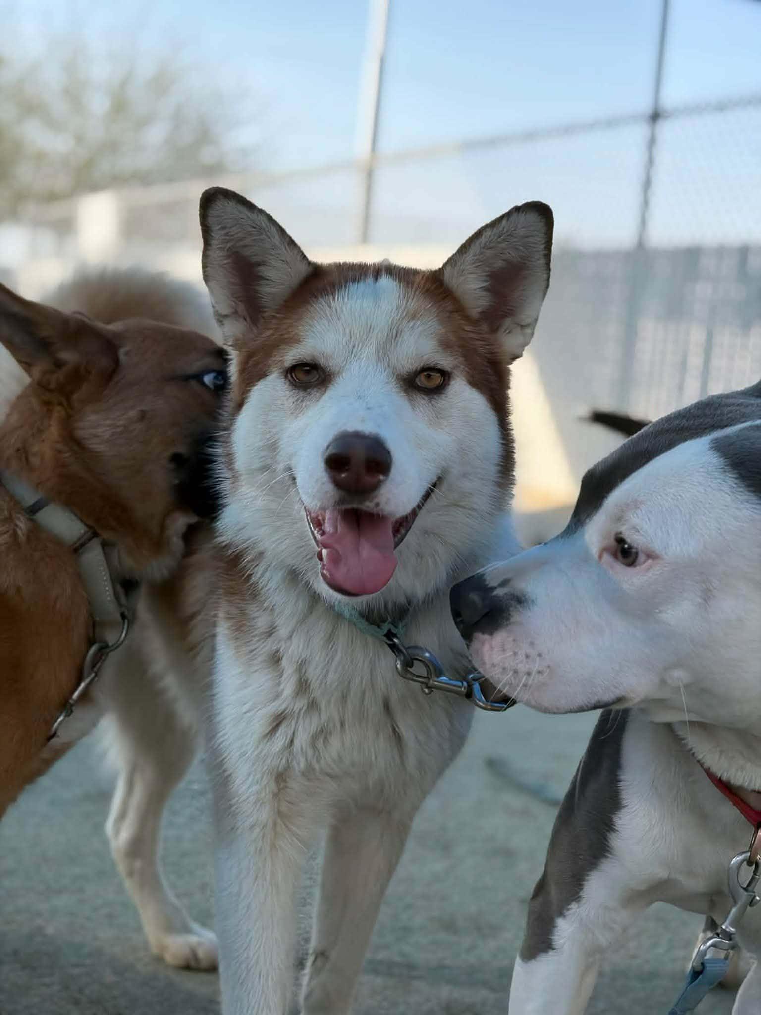 Enlarge Milani, a Adoptable Husky in Lincoln City, CA image 3/4