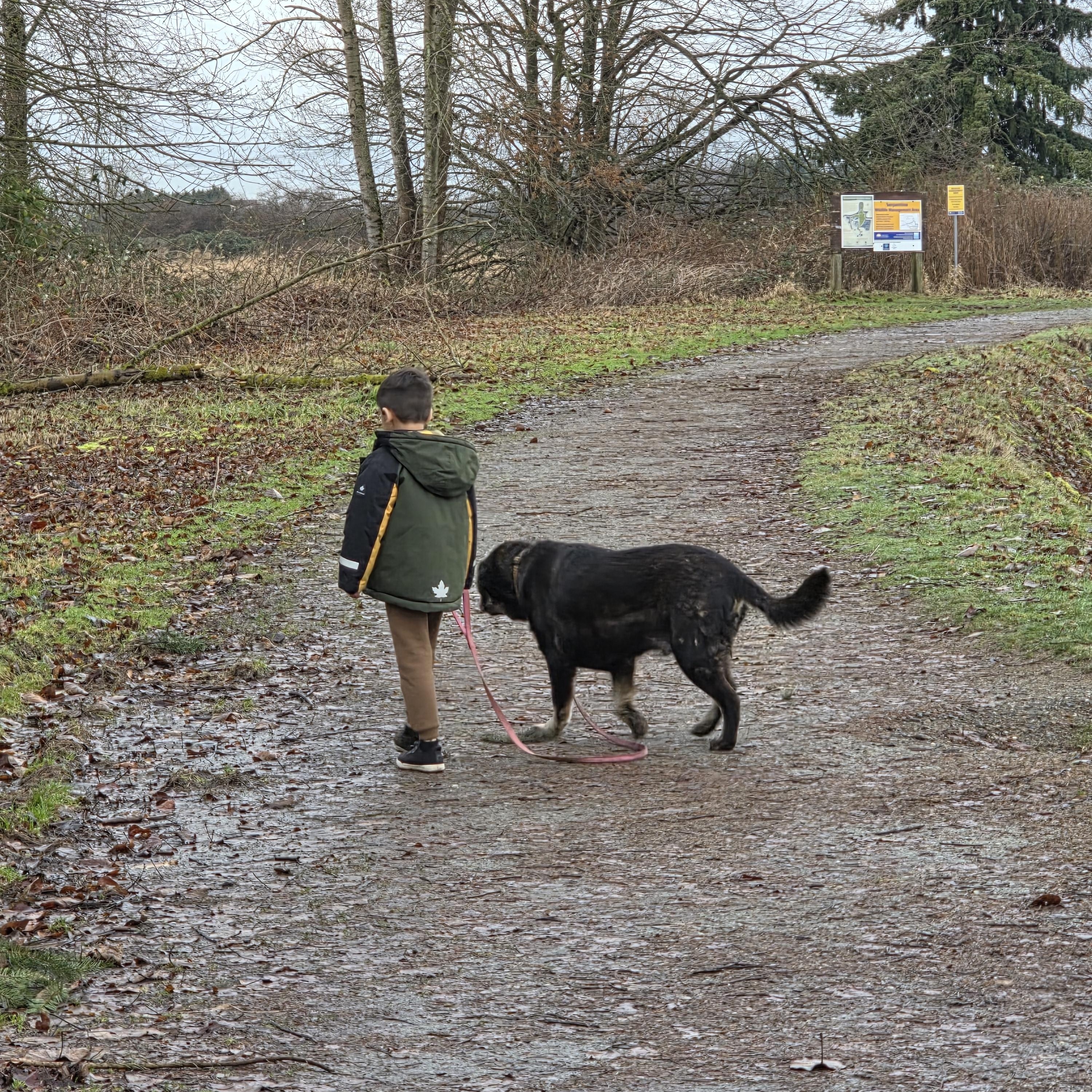 Enlarge KYBA, a ADOPTABLE mixed breed in Surrey, BC image 2/3