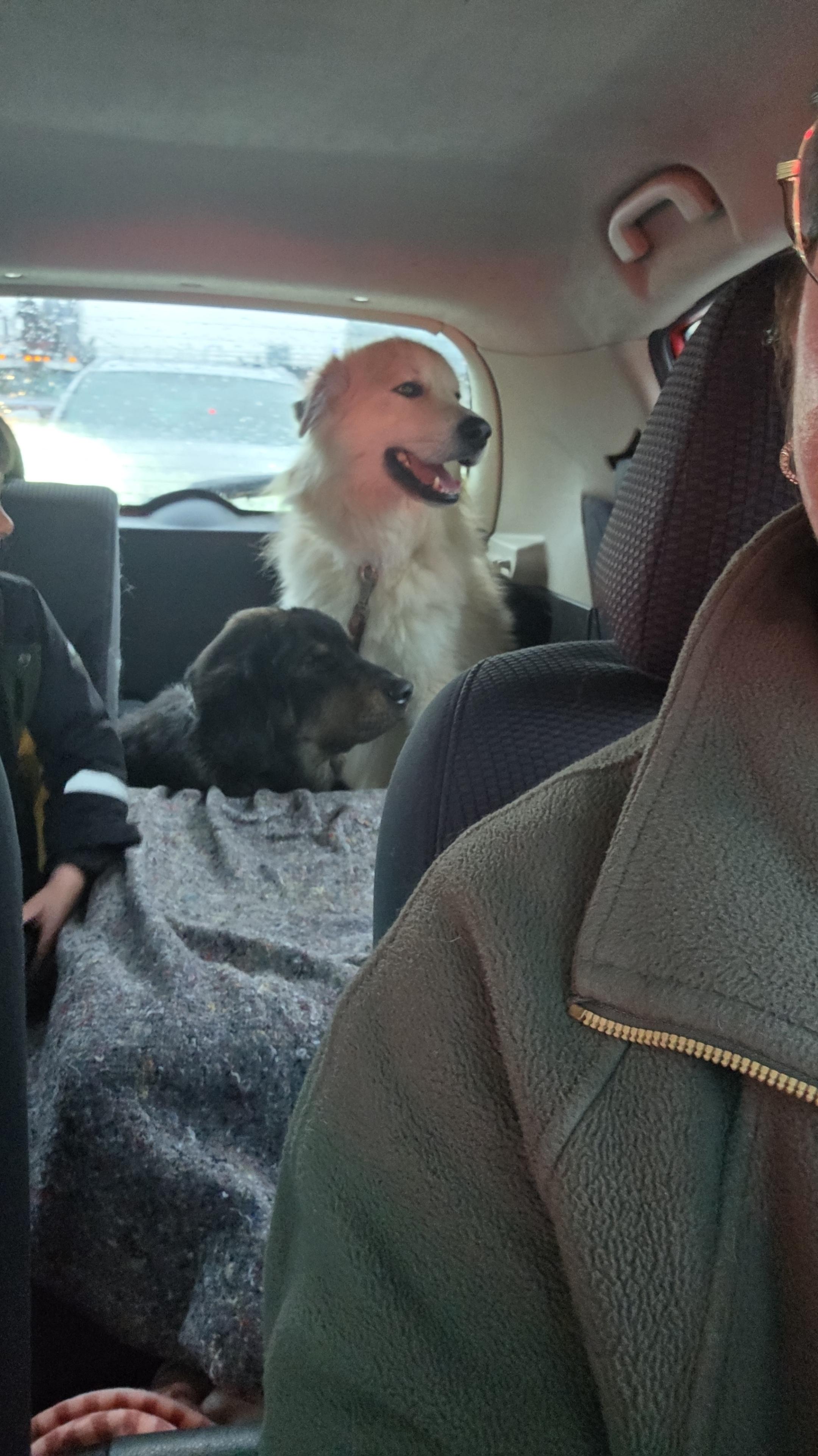 Enlarge KYBA, a ADOPTABLE mixed breed in Surrey, BC image 2/4