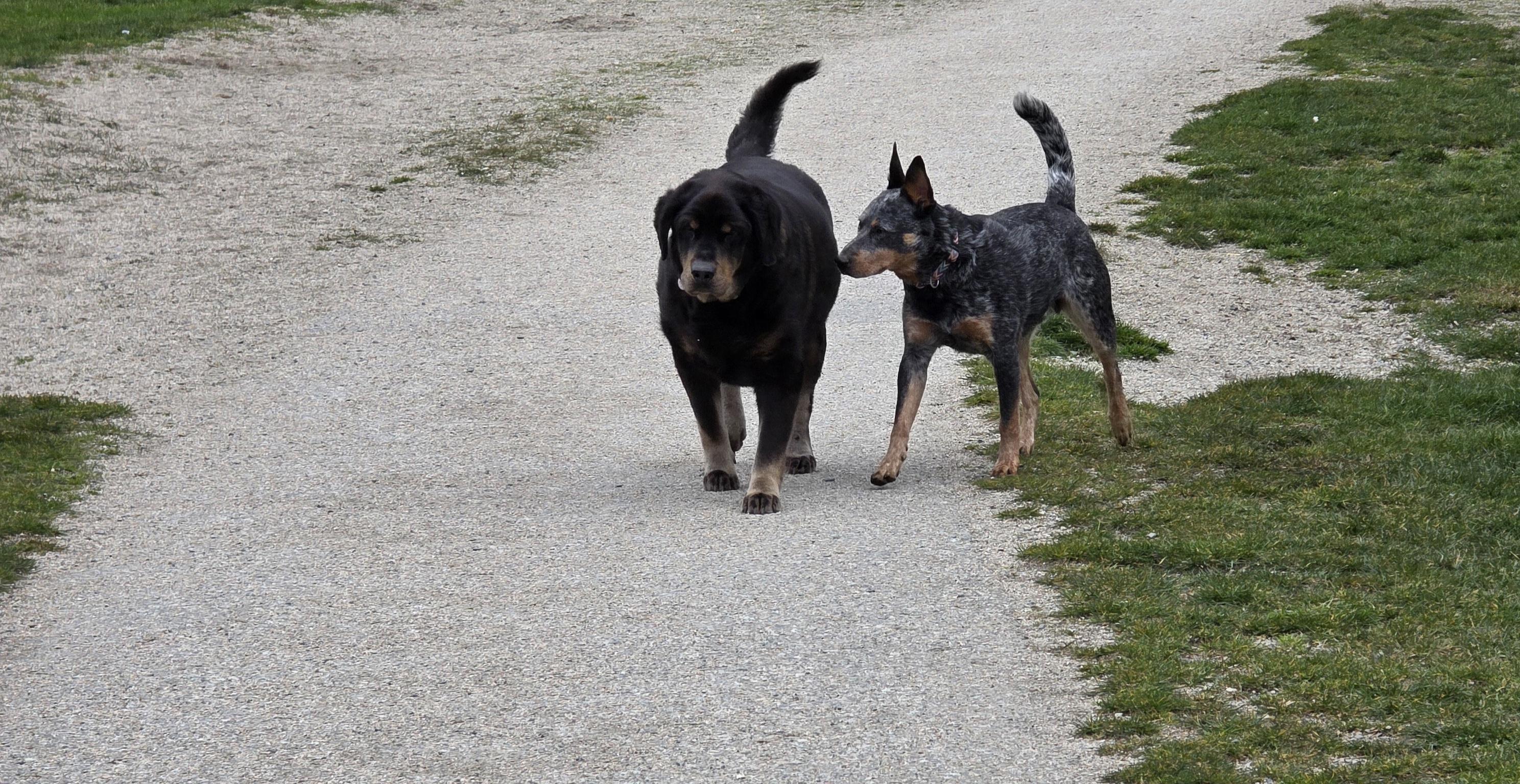 Enlarge KYBA, a ADOPTABLE mixed breed in Surrey, BC image 2/3