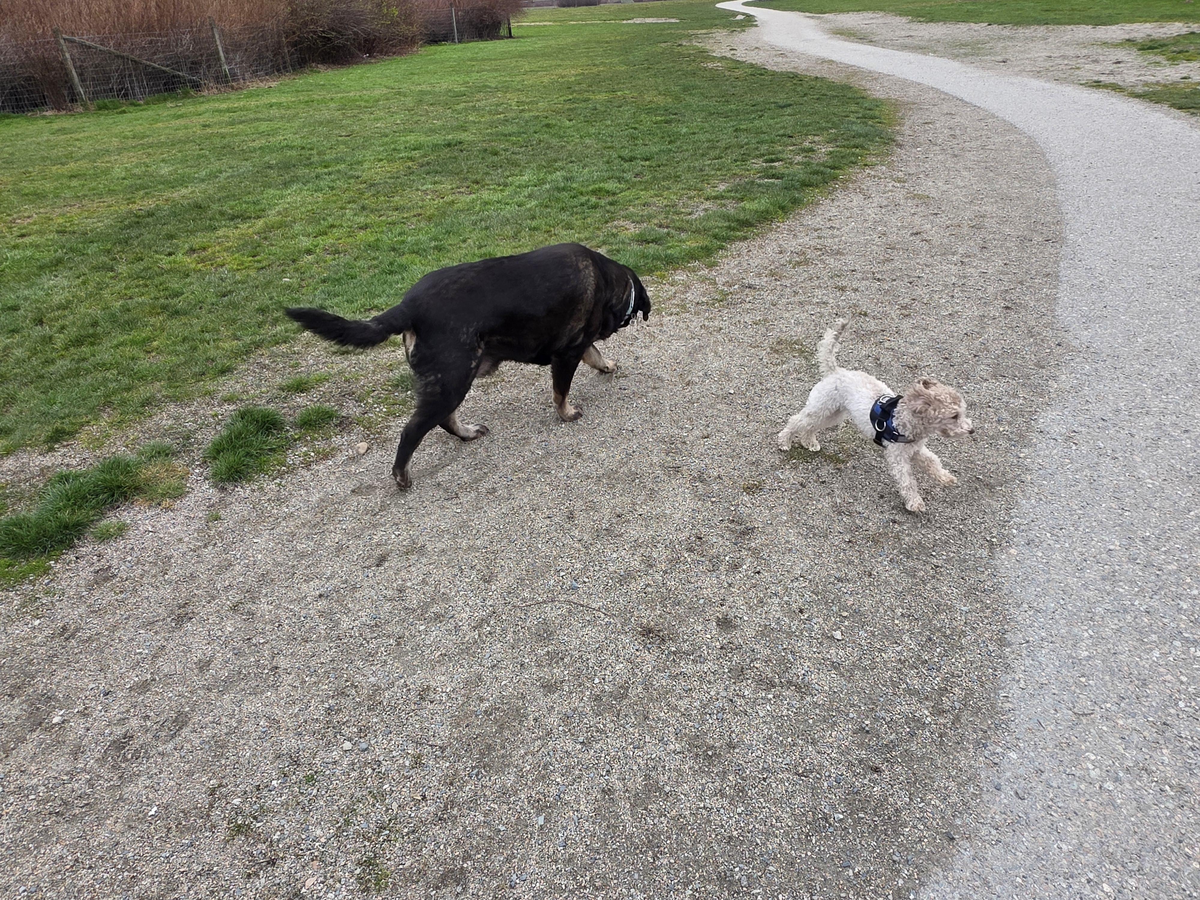 Enlarge KYBA, a ADOPTABLE mixed breed in Surrey, BC image 3/3