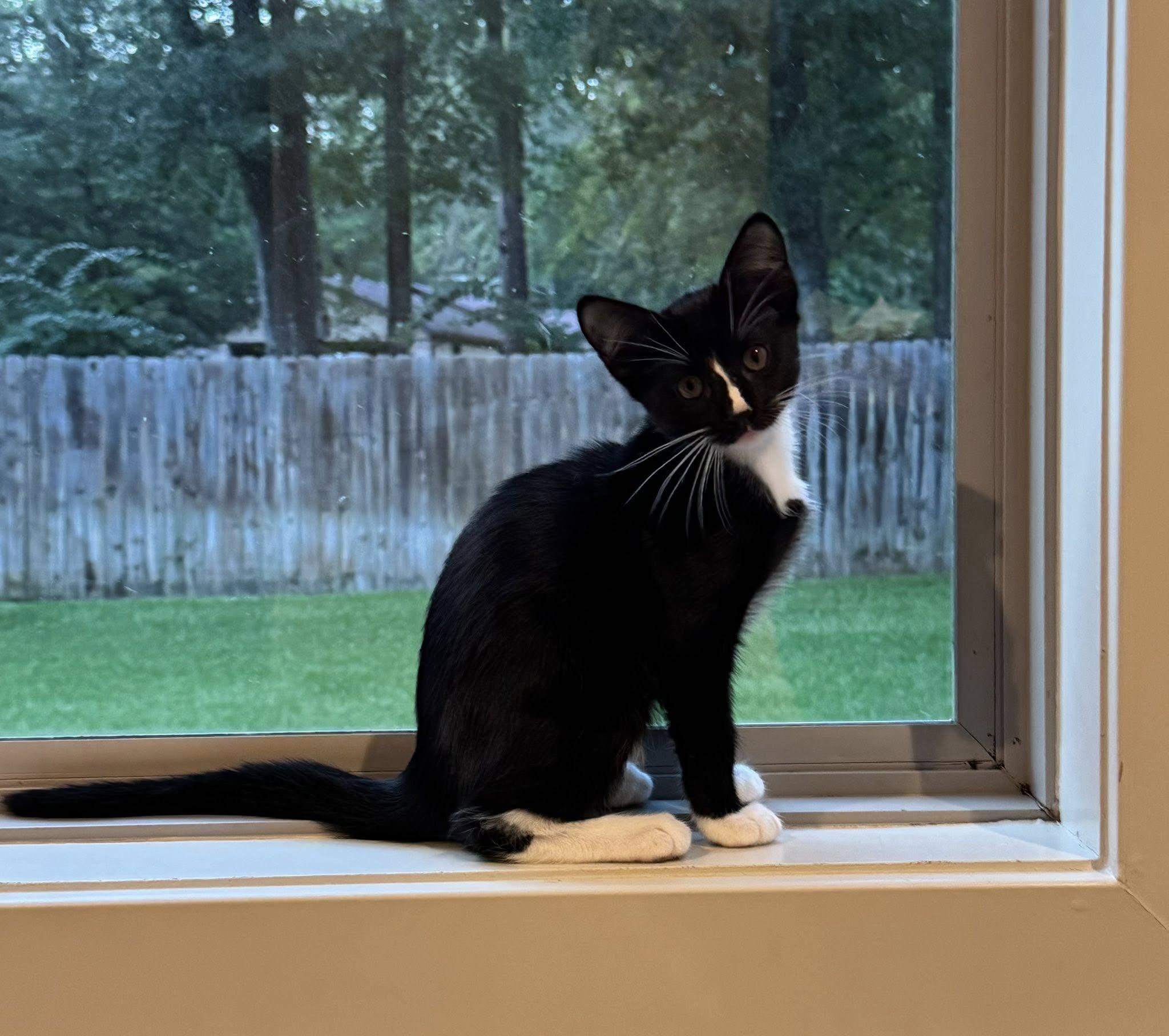 Enlarge Koko, a Adoptable Tuxedo in Flint, TX image 1/4