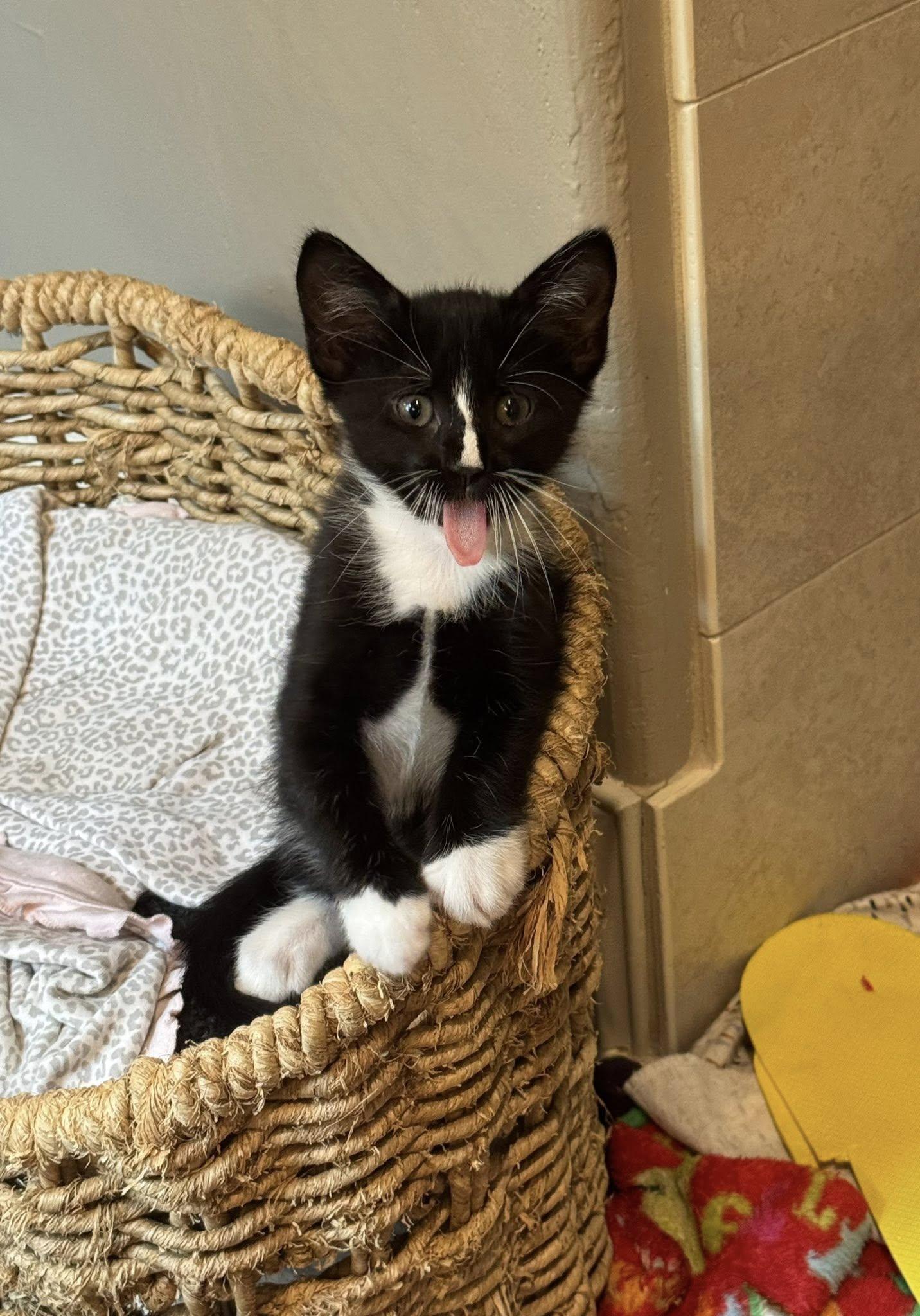 Enlarge Koko, a Adoptable Tuxedo in Flint, TX image 2/4