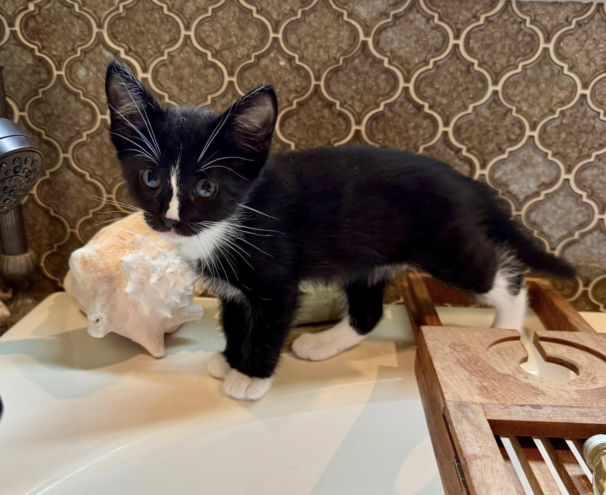 Enlarge Koko, a Adoptable Tuxedo in Flint, TX image 3/4