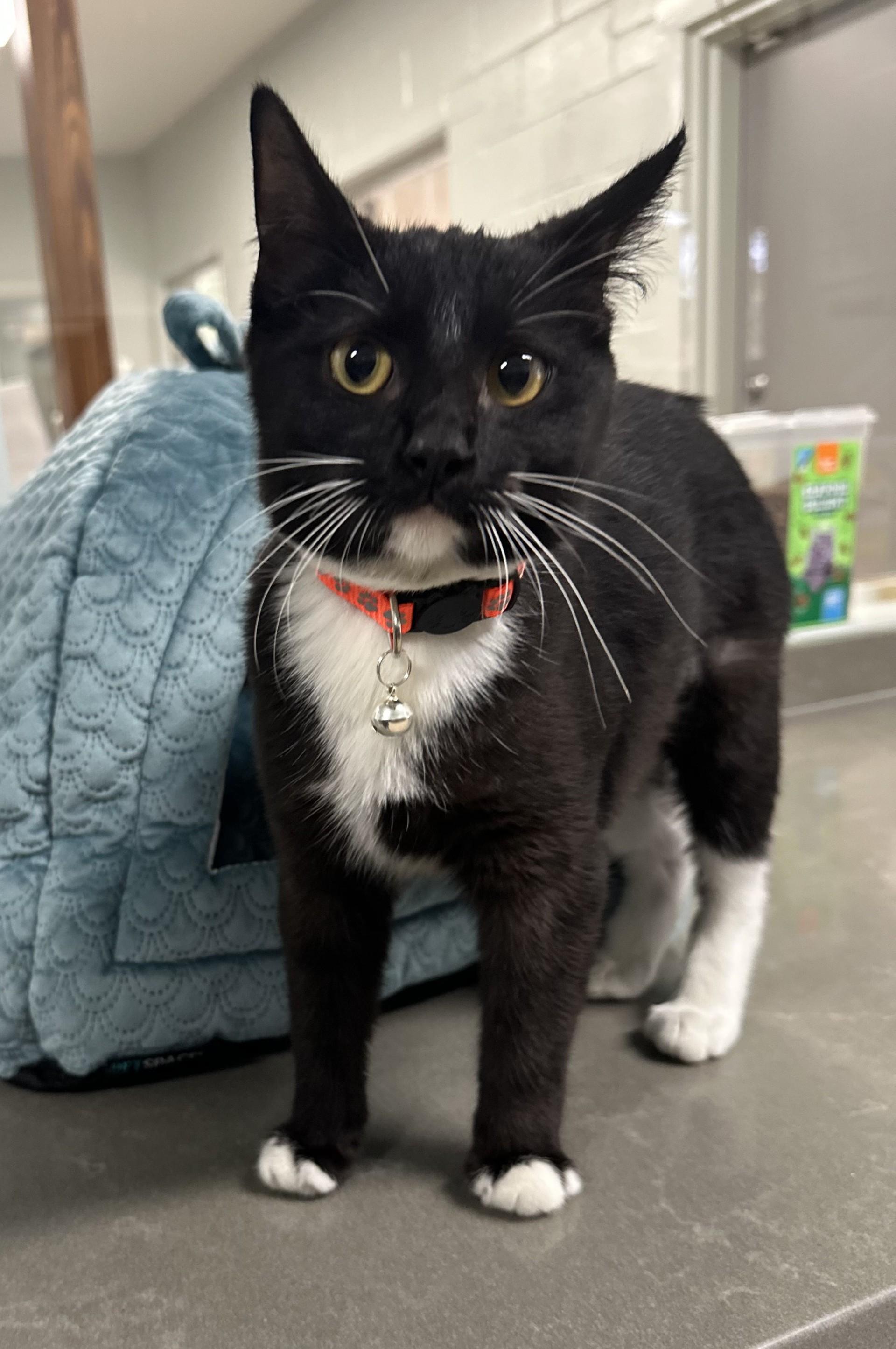 Enlarge Holly, a Adoptable mixed breed in Lufkin, TX image 1/2