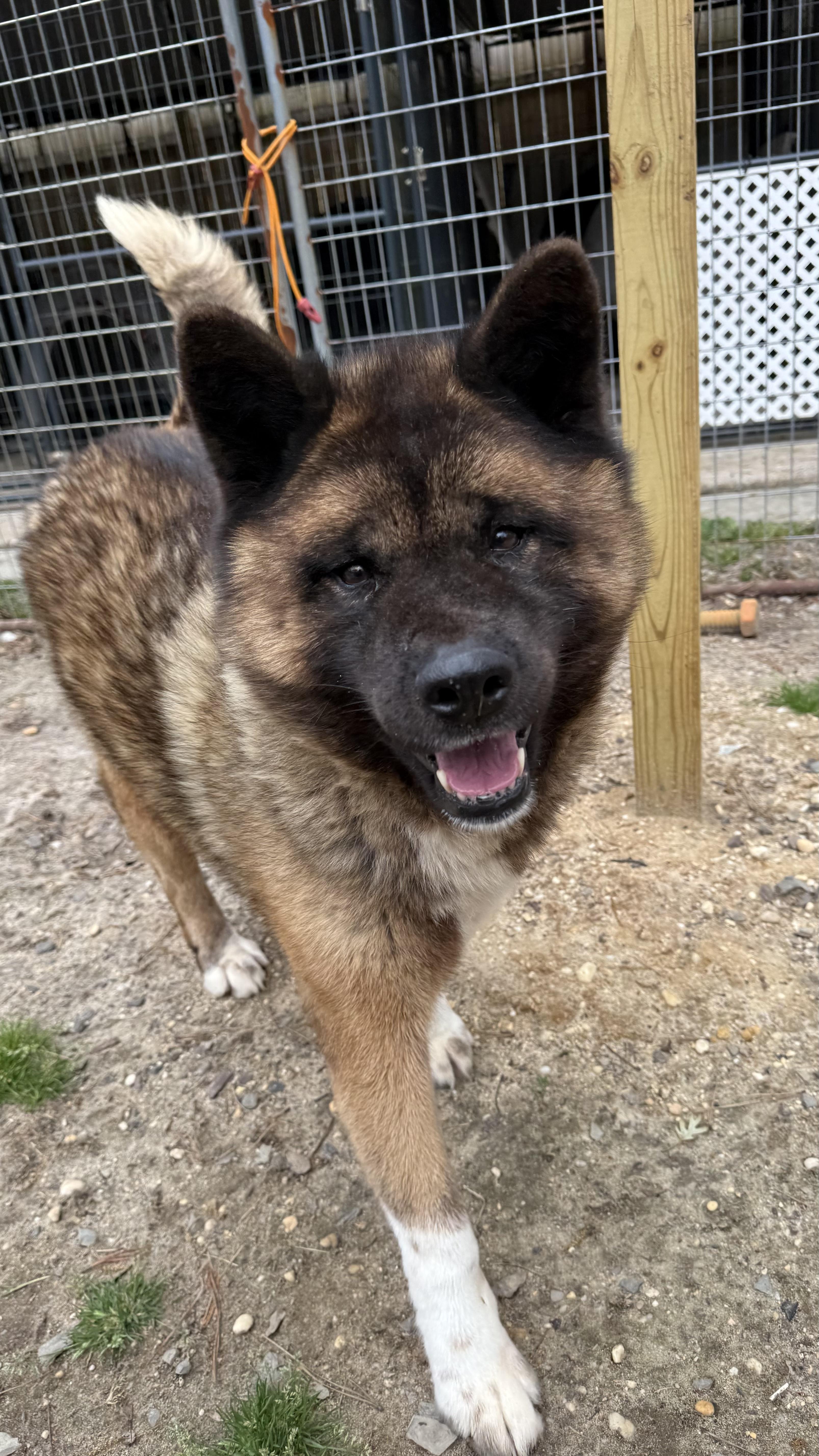 Enlarge Boo Baby, a Adoptable Akita in Toms River, NJ image 1/6