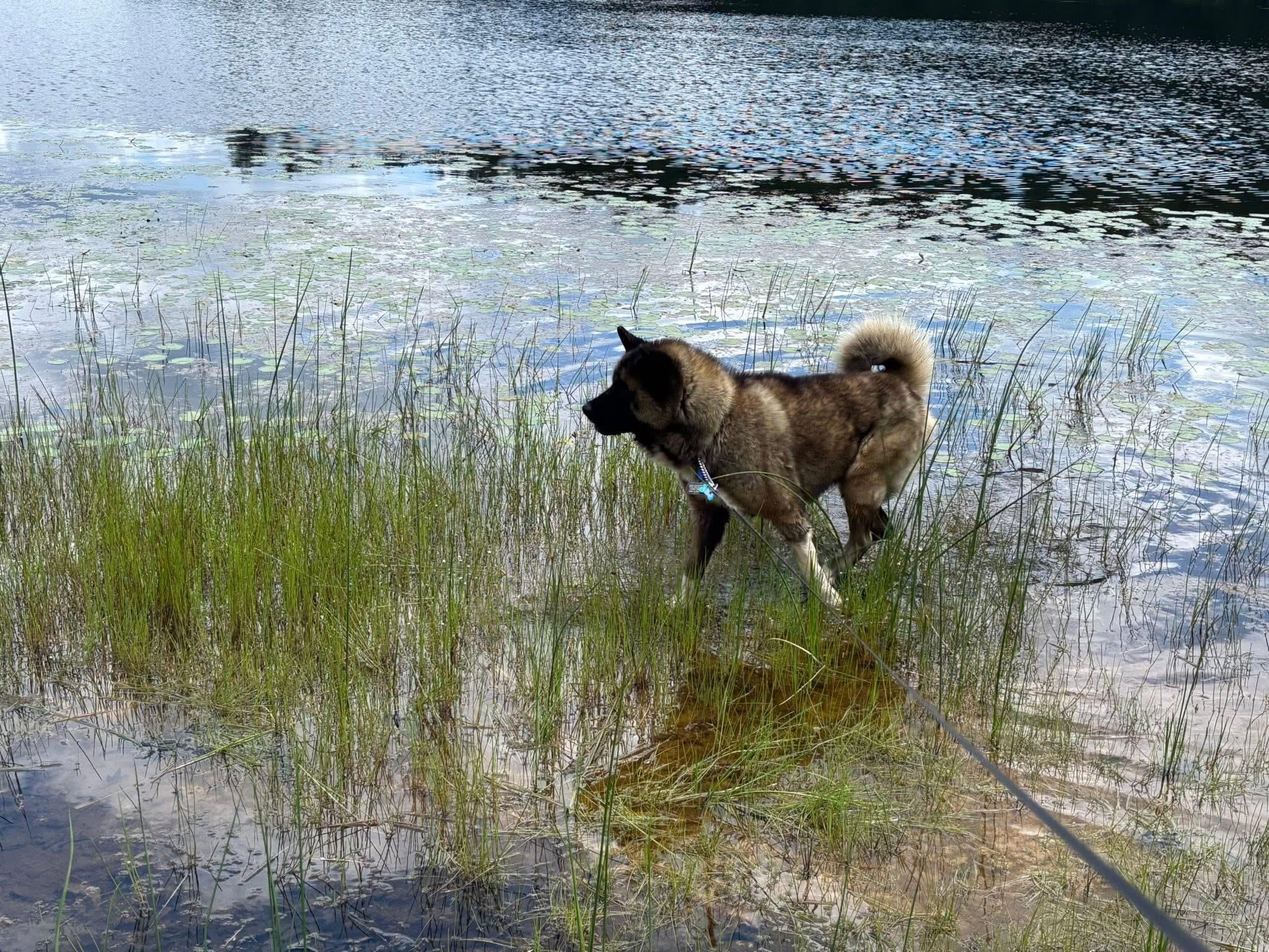 Boo Baby, a Adoptable Akita in Toms River, NJ image 3/5