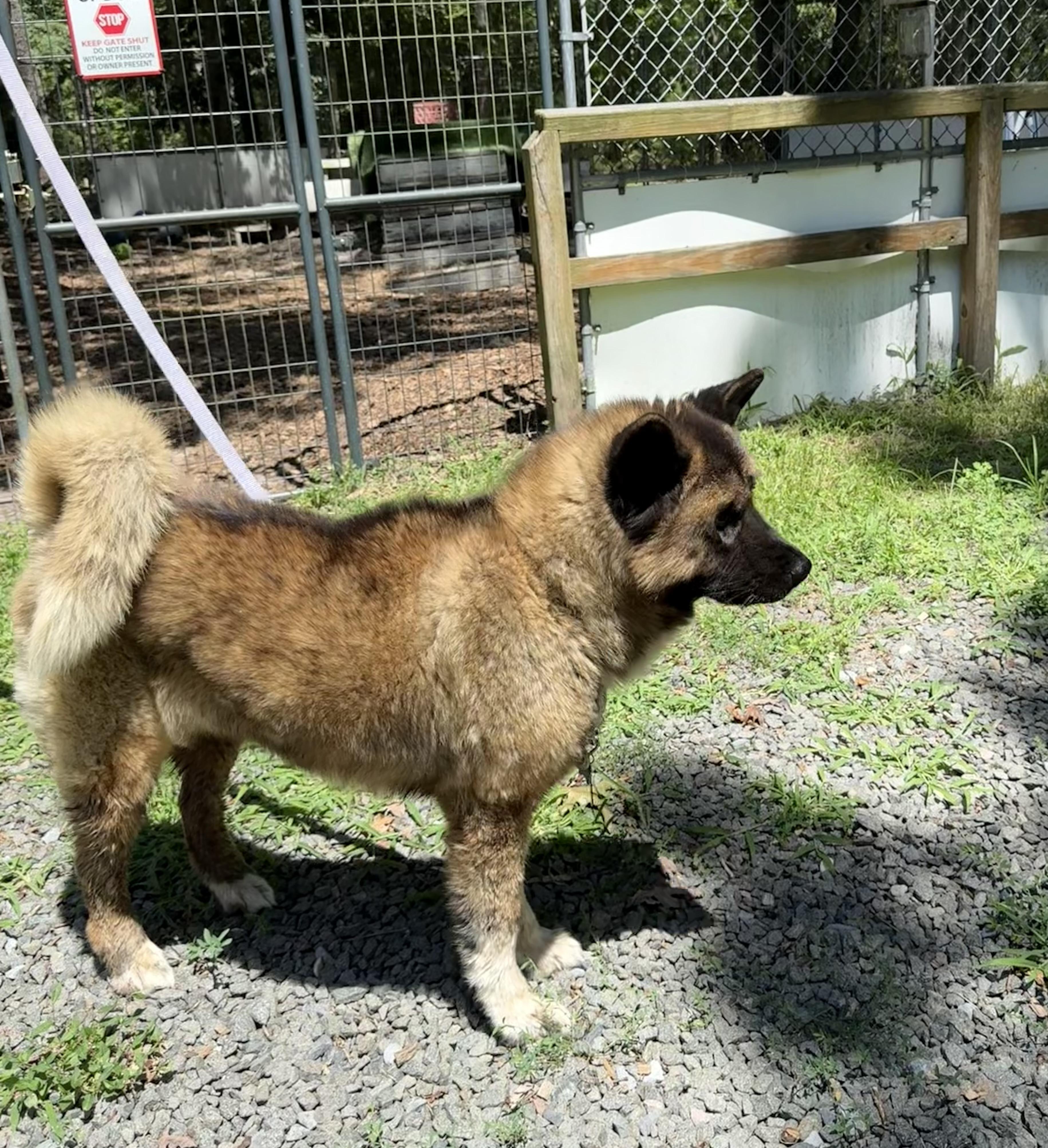 Boo Baby, Adoptable, Adult Female Akita.