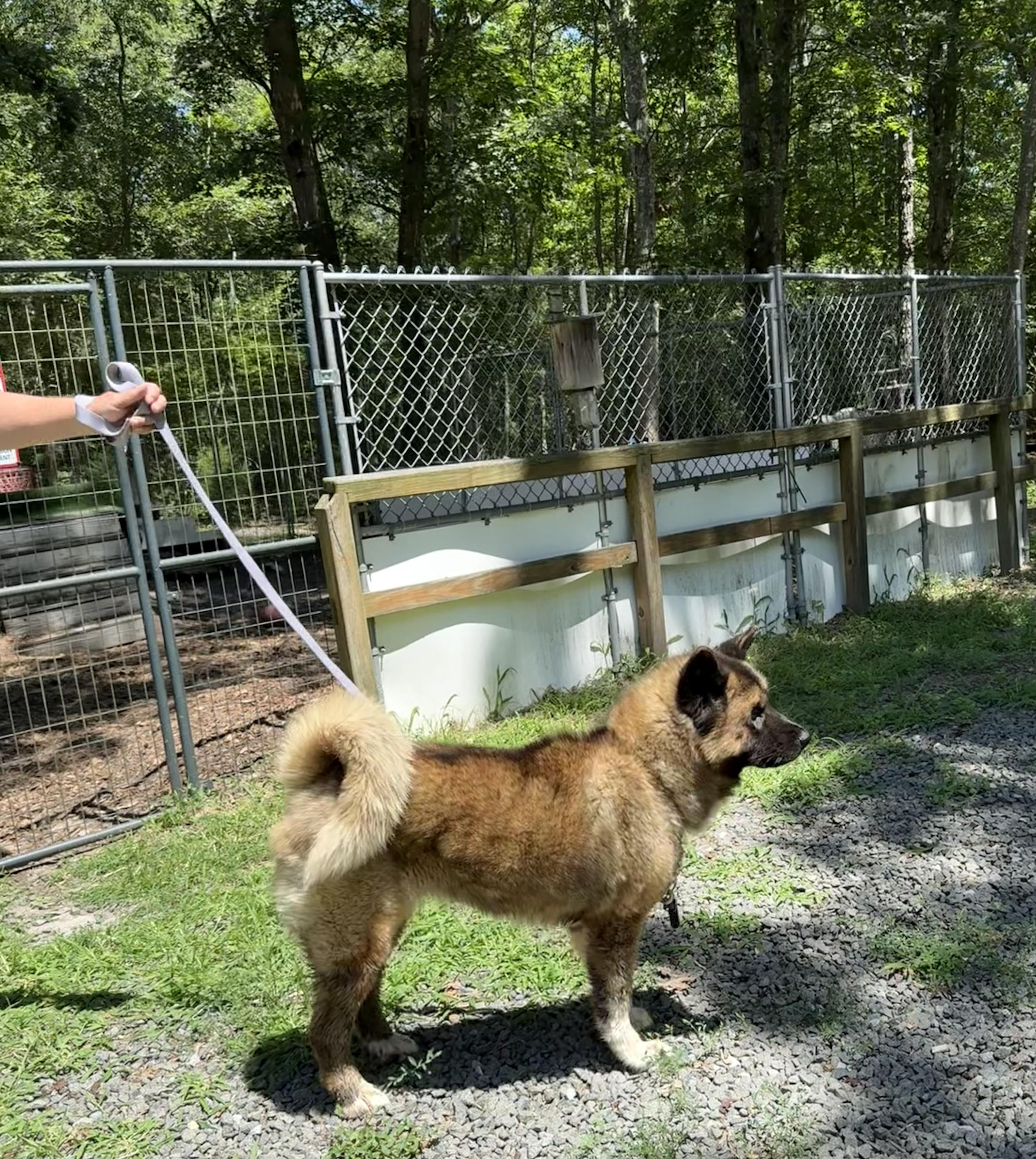 Boo Baby, a Adoptable Akita in Toms River, NJ image 4/5
