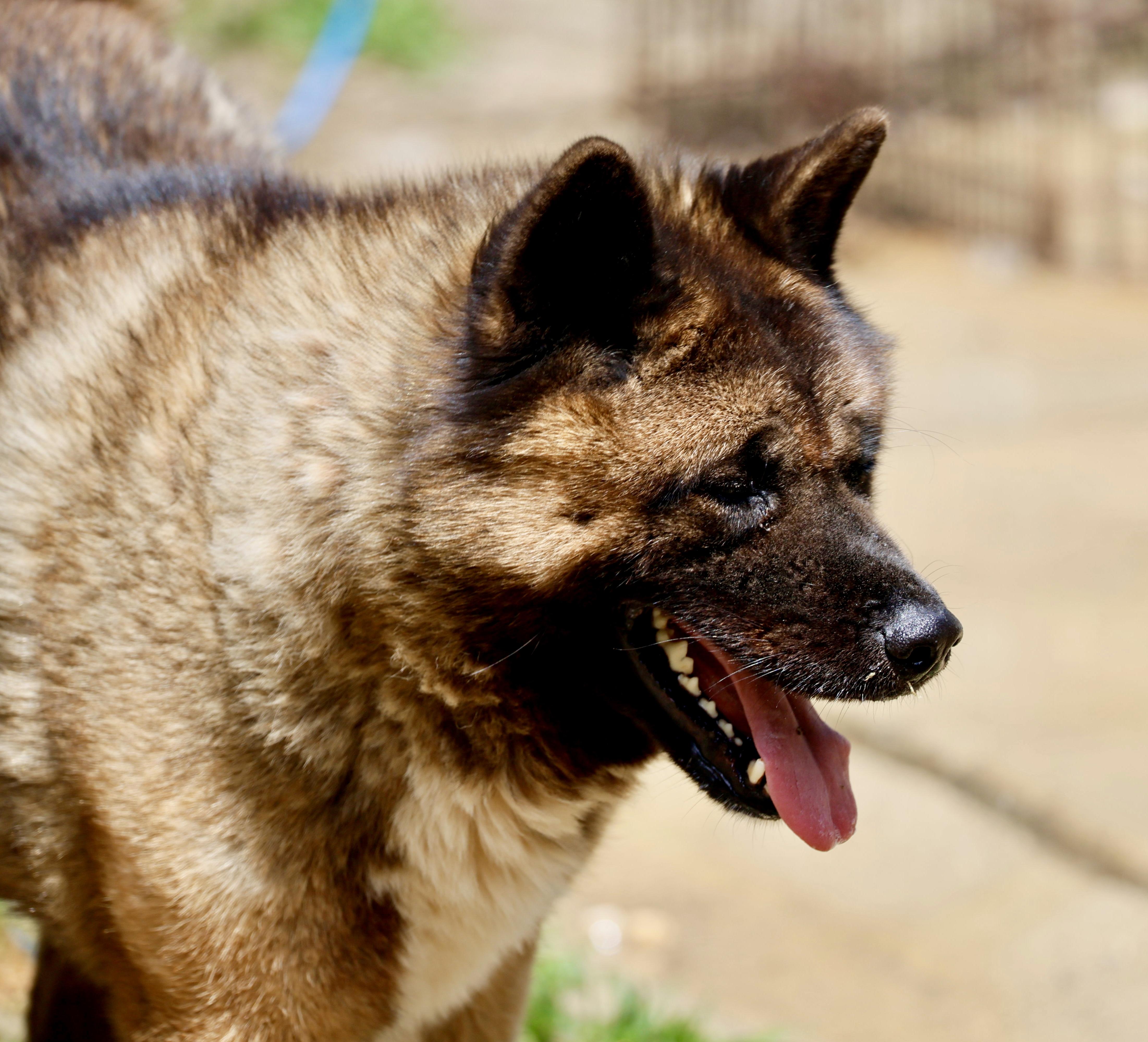 Enlarge Boo Baby, a Adoptable Akita in Toms River, NJ image 5/6