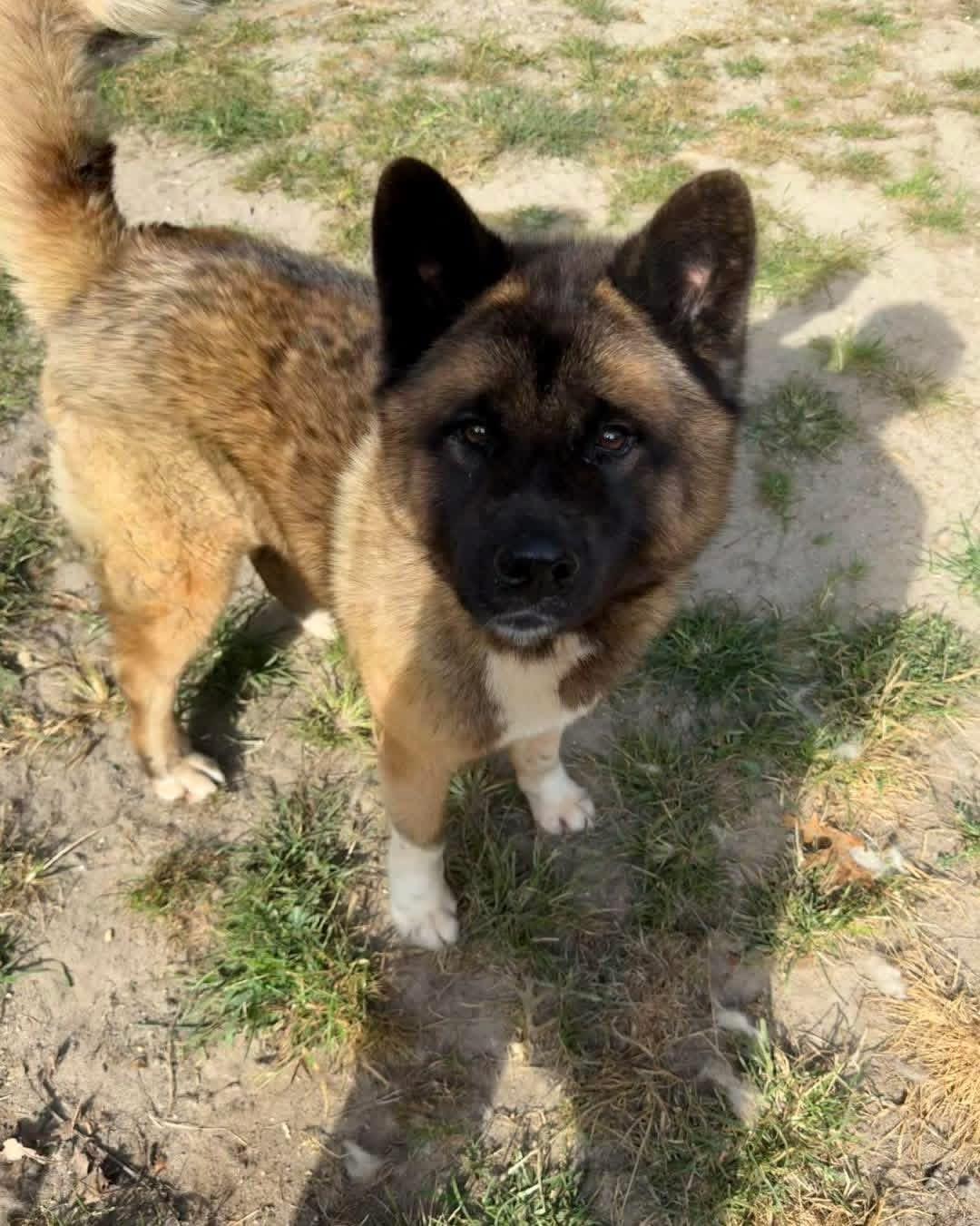Enlarge Boo Baby, a Adoptable Akita in Toms River, NJ image 5/6