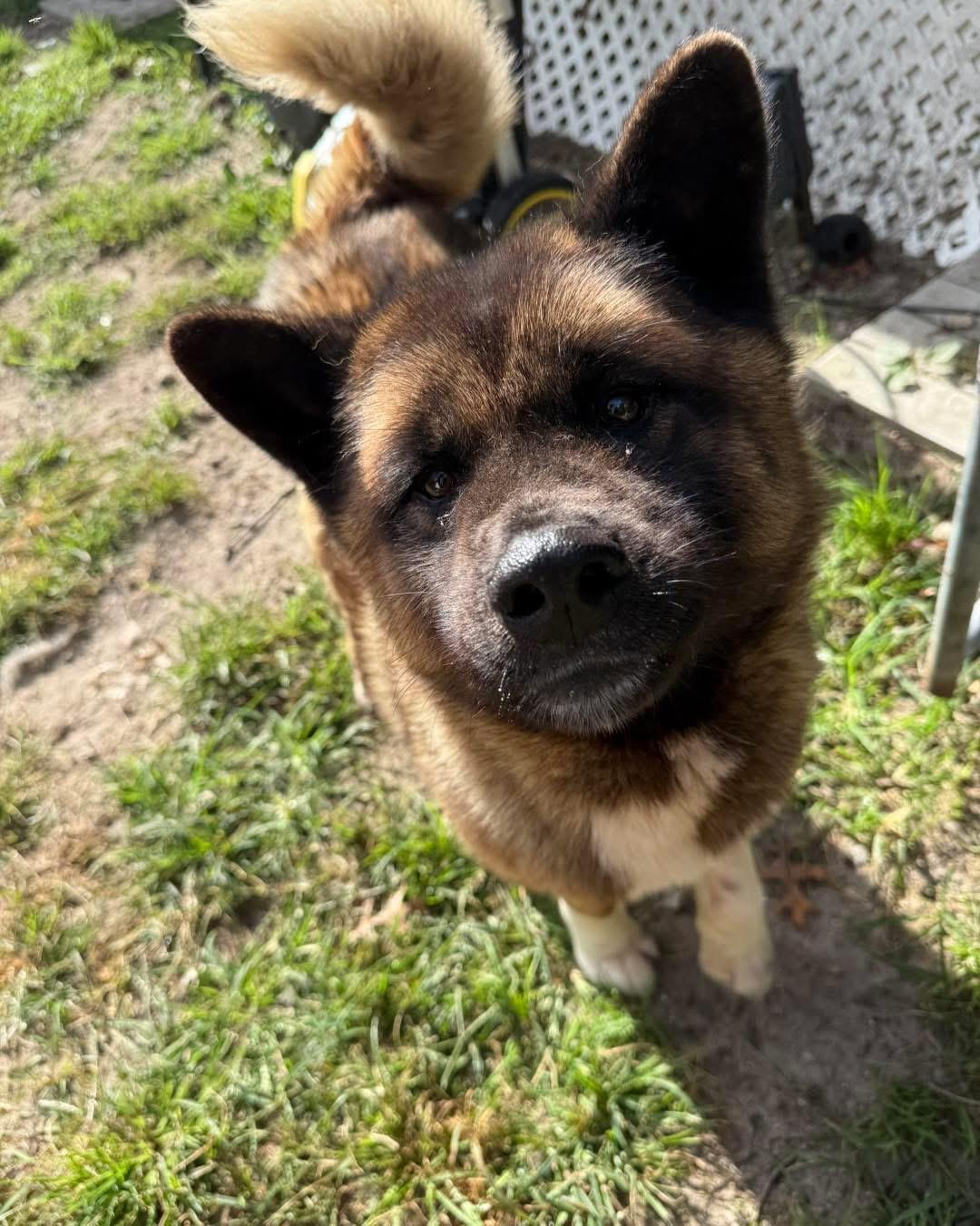 Enlarge Boo Baby, a Adoptable Akita in Toms River, NJ image 1/6