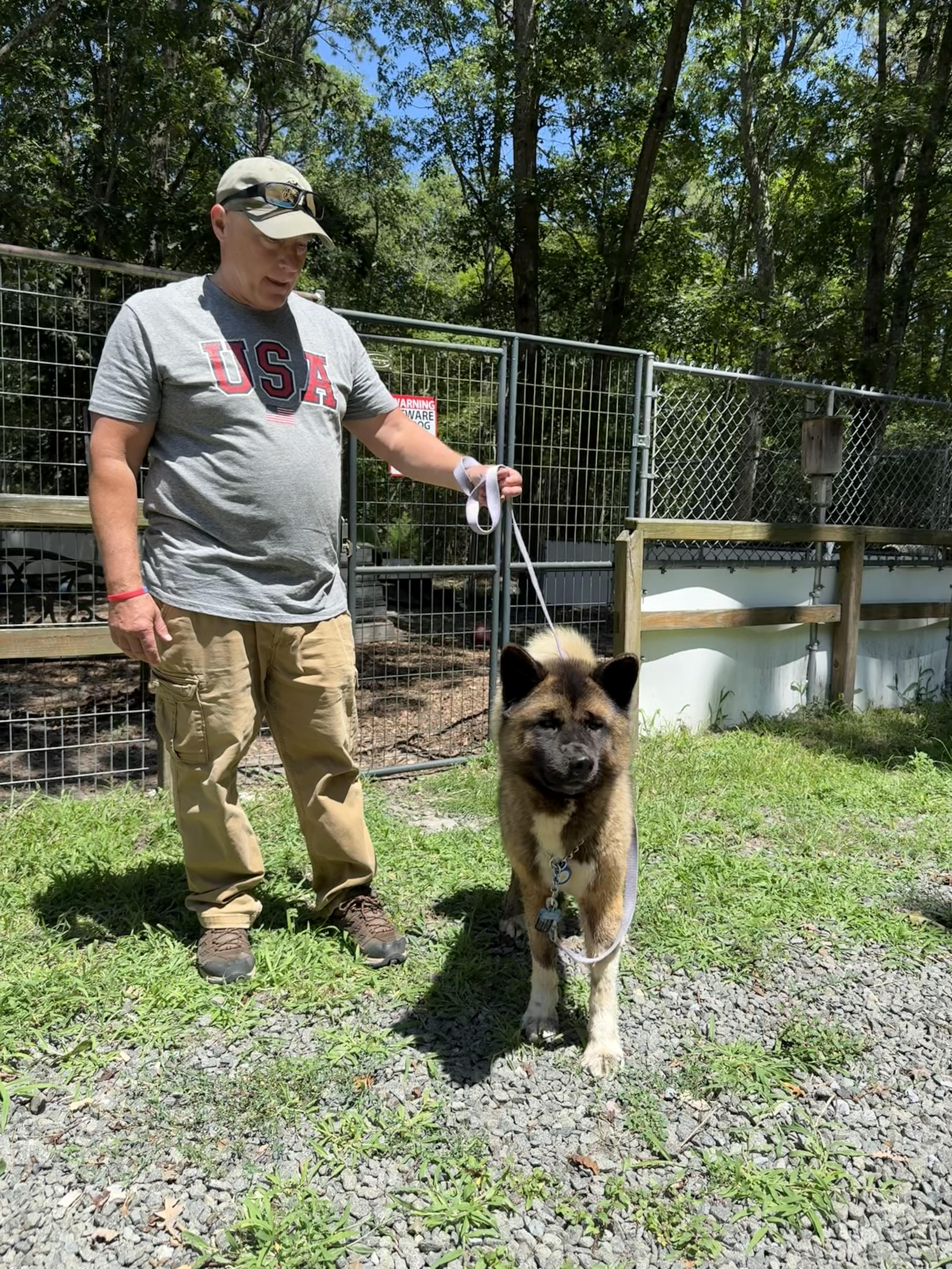 Boo Baby, a Adoptable Akita in Toms River, NJ image 5/5