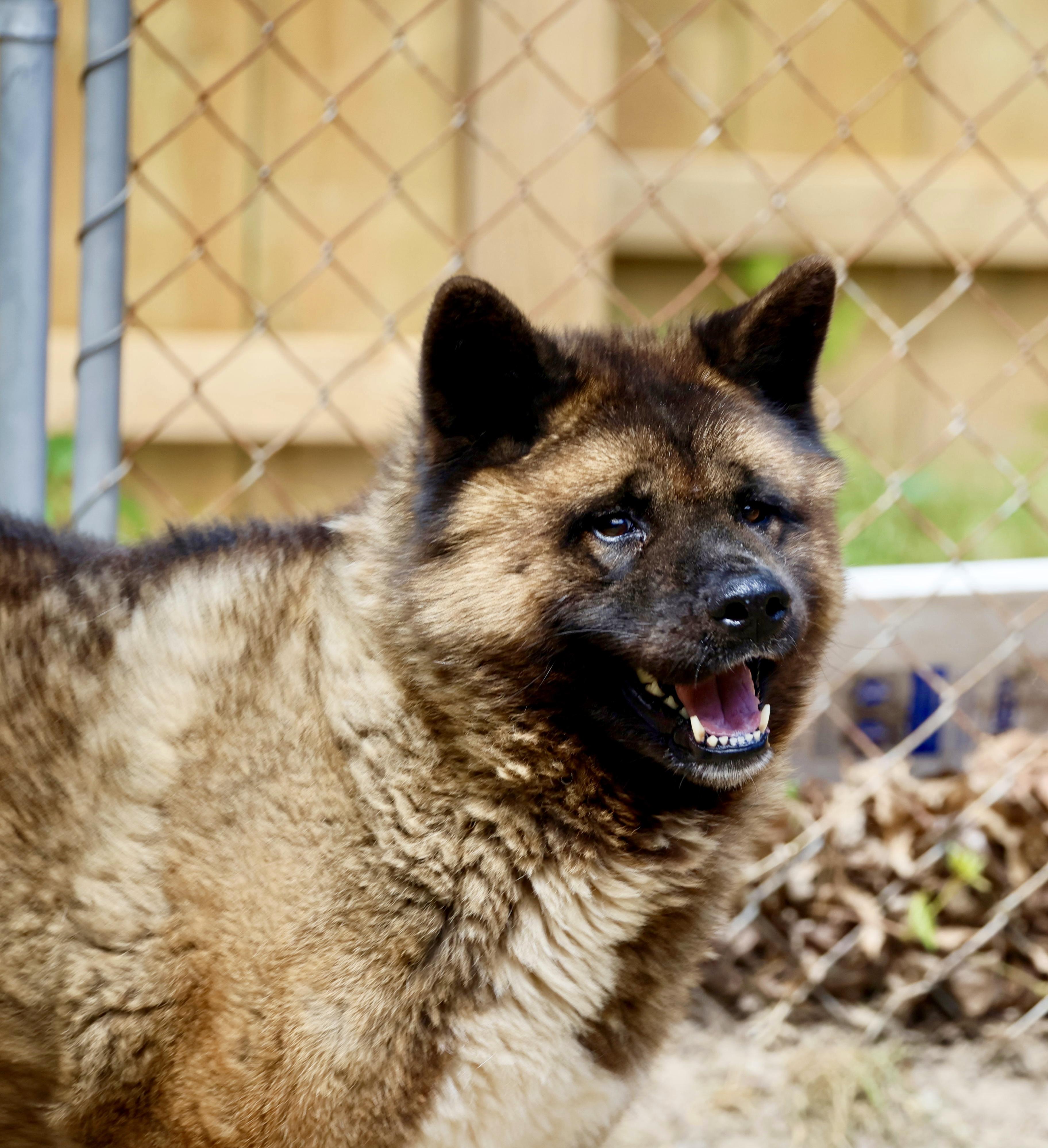 Enlarge Boo Baby, a Adoptable Akita in Toms River, NJ image 6/6