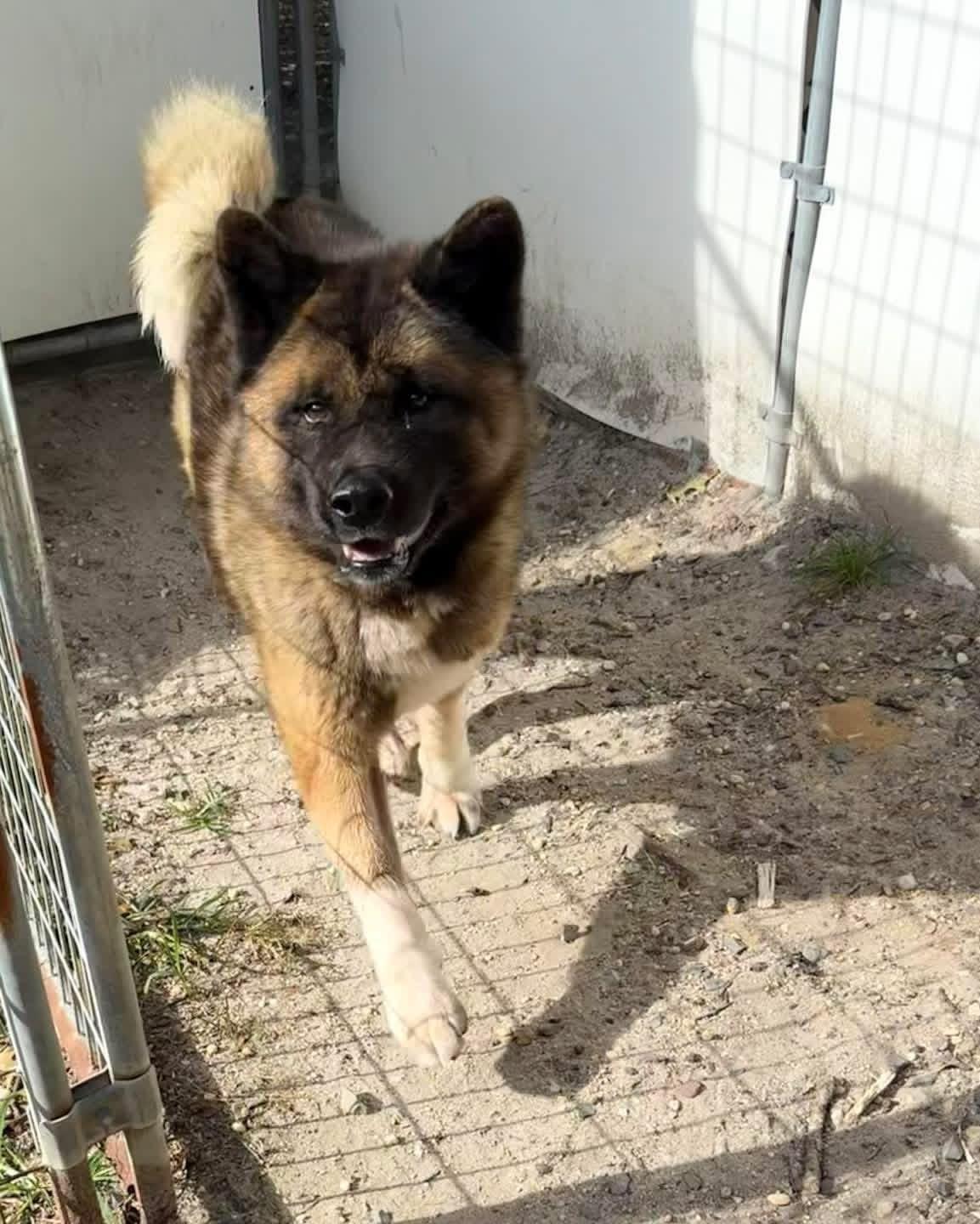 Enlarge Boo Baby, a Adoptable Akita in Toms River, NJ image 6/6