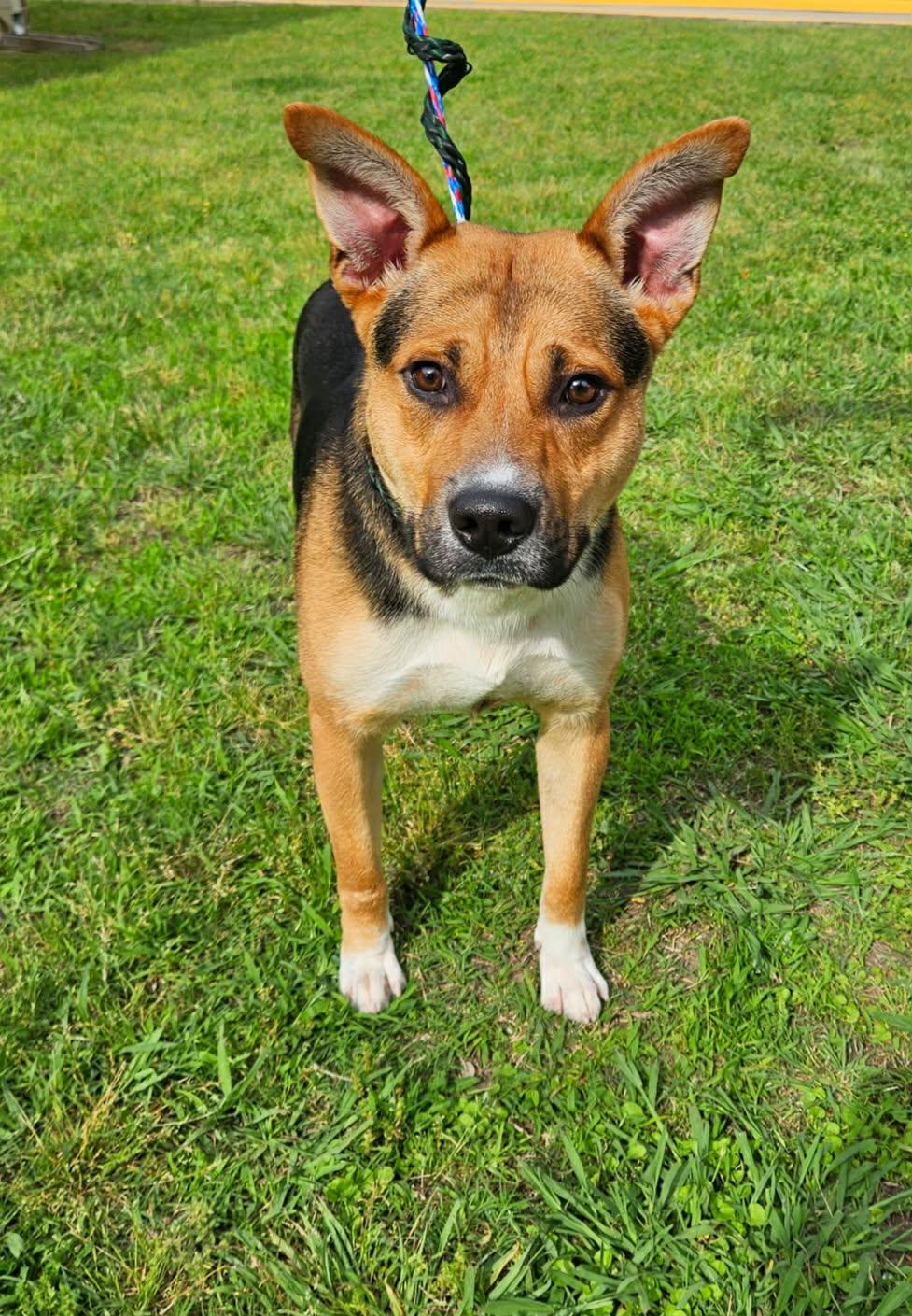 Enlarge Buster, a Adoptable mixed breed in Edmonds, WA image 4/4