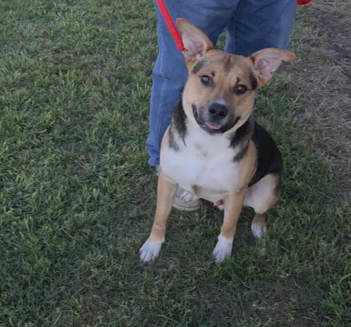 Buster, Adoptable, Adult Male Shepherd.