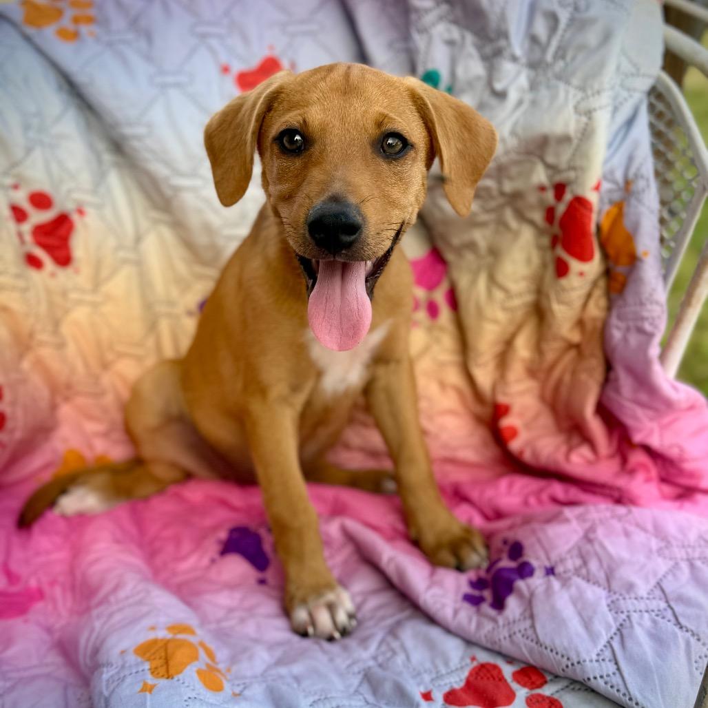 Snow White, adopted, Puppy Female Mixed Breed.