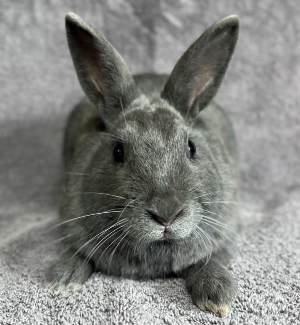 Yoshi, Adoptable, Baby Male Bunny Rabbit.