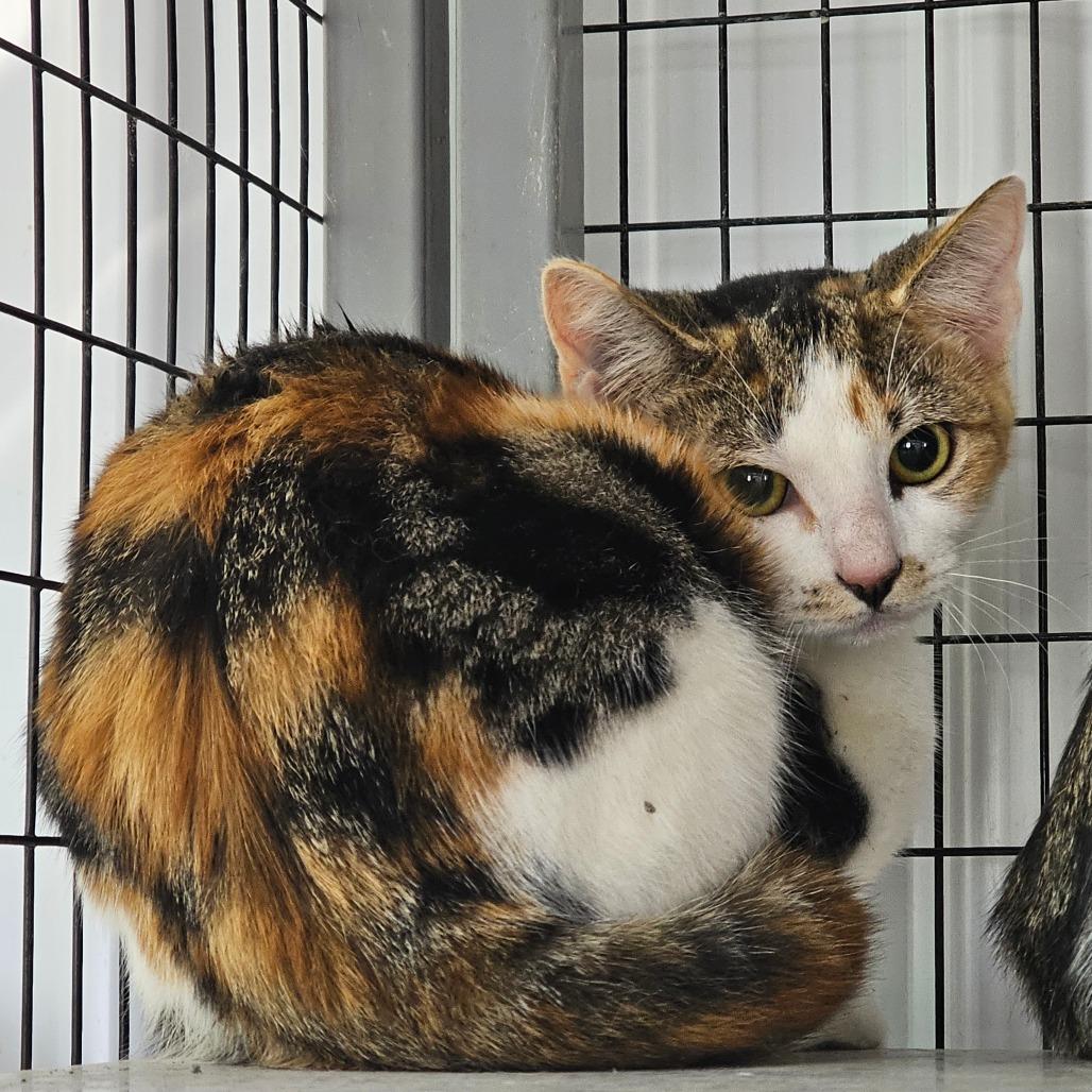 Ivory, Adoptable, Young Female Domestic Short Hair.