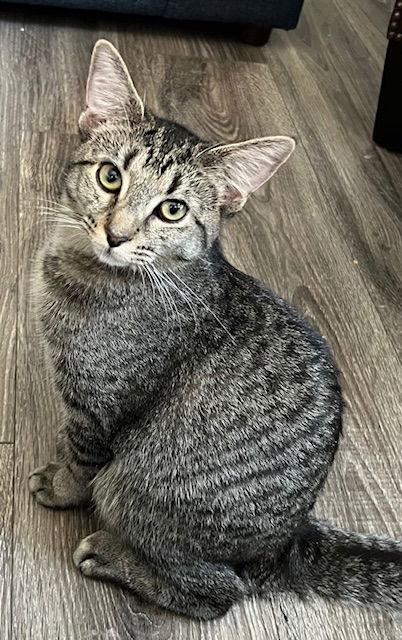 KITTEN MISS REY REY, Adoptable, Kitten Female Tabby.