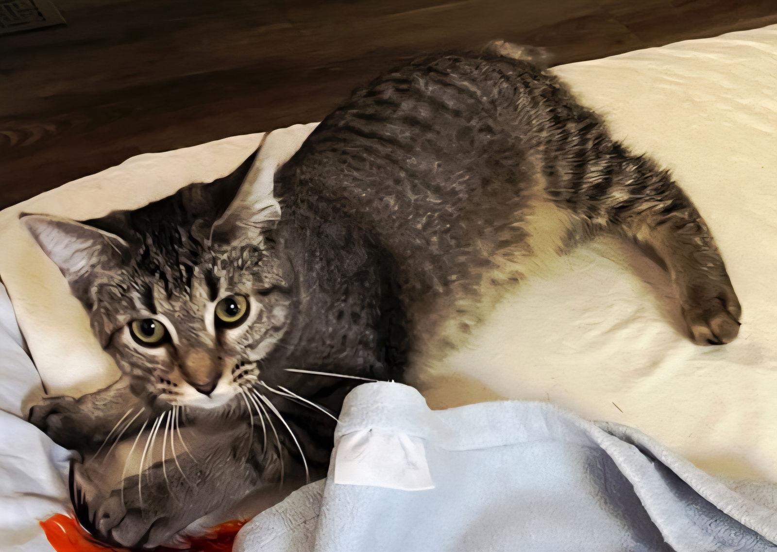 KITTEN MISS REY REY, a Adoptable Tabby in Franklin, TN image 2/3