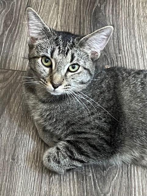 KITTEN MISS REY REY, a Adoptable Tabby in Franklin, TN image 3/3