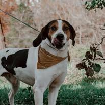 Enlarge Wayne, a Adoptable Coonhound in Brooksville, KY image 1/1