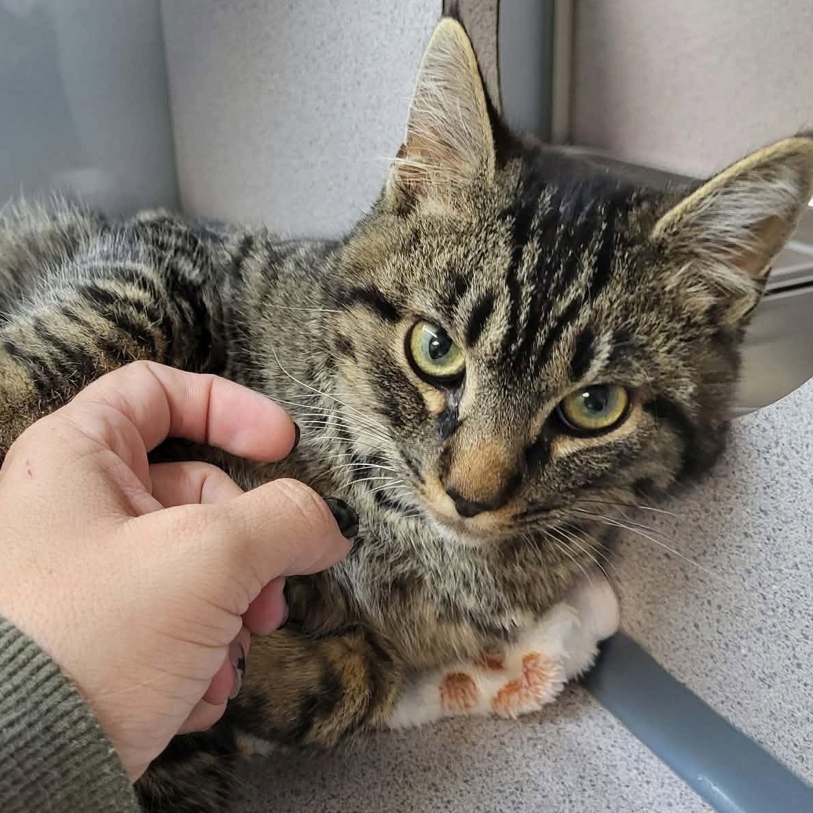 Dumpling, Adopted, Young Male Domestic Short Hair.