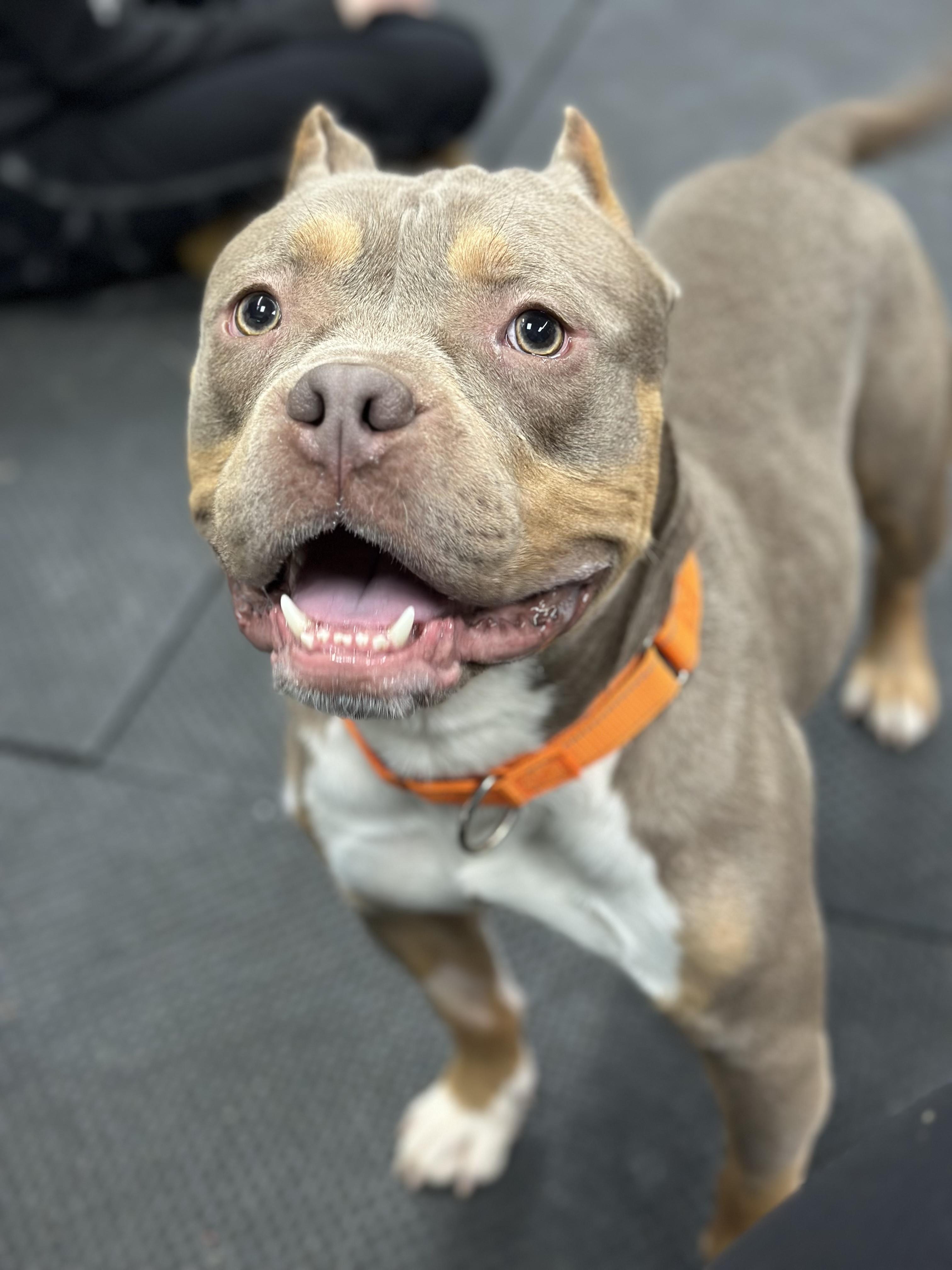 Budino, a Adoptable American Bully in Vernon Hills, IL image 1/6