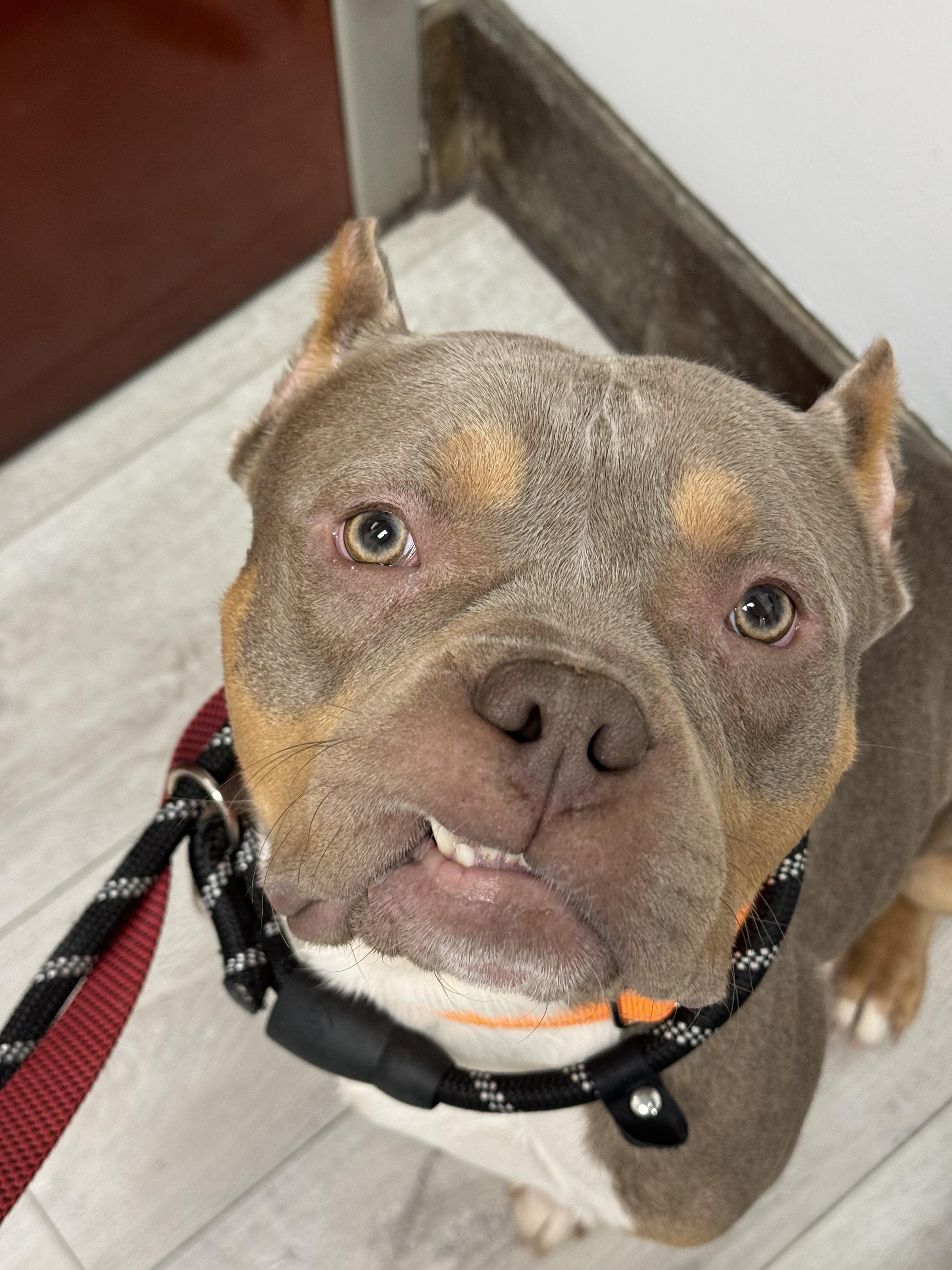 Budino, a Adoptable American Bully in Vernon Hills, IL image 2/6