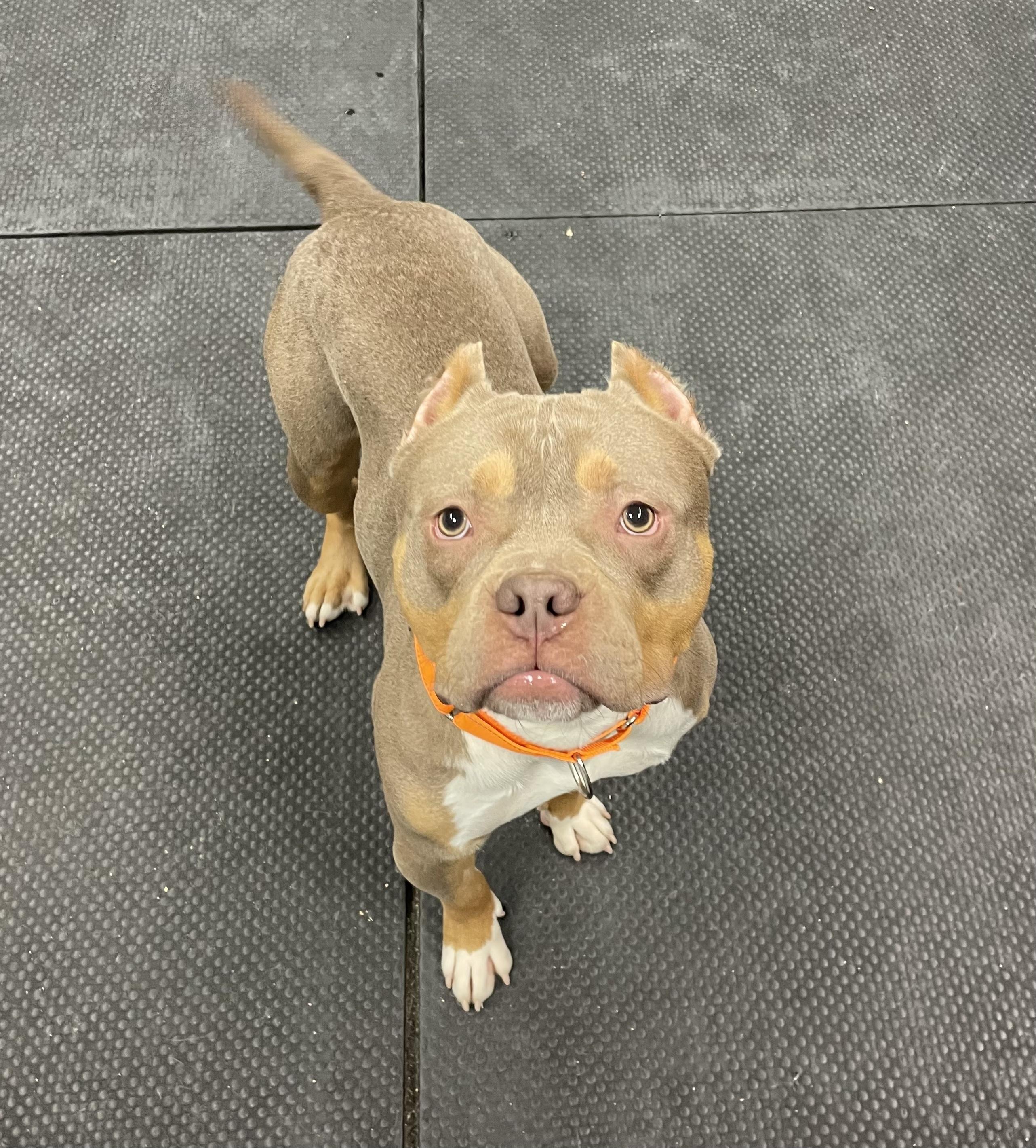 Budino, a Adoptable American Bully in Vernon Hills, IL image 6/6