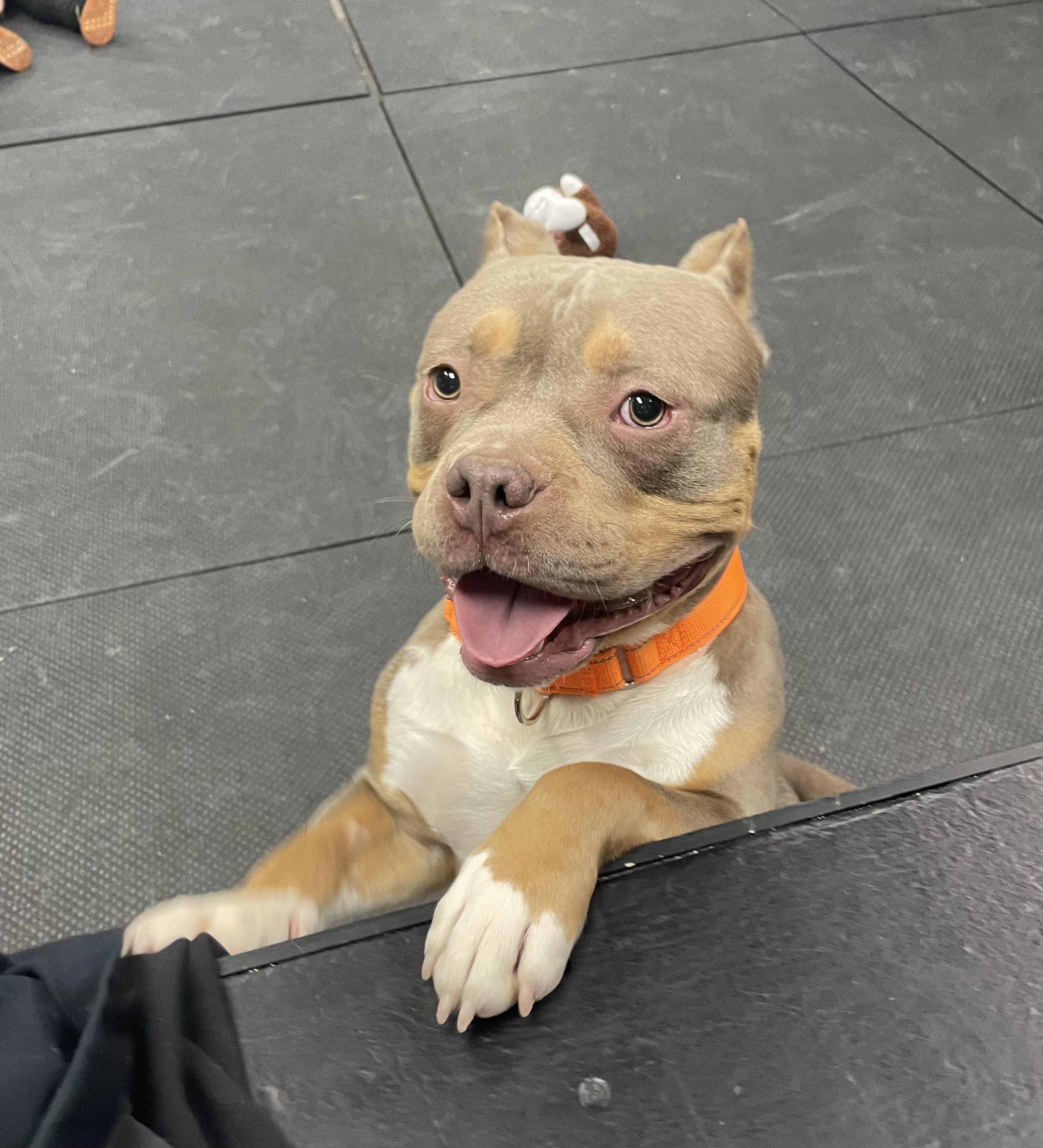 Budino, a Adoptable American Bully in Vernon Hills, IL image 3/6