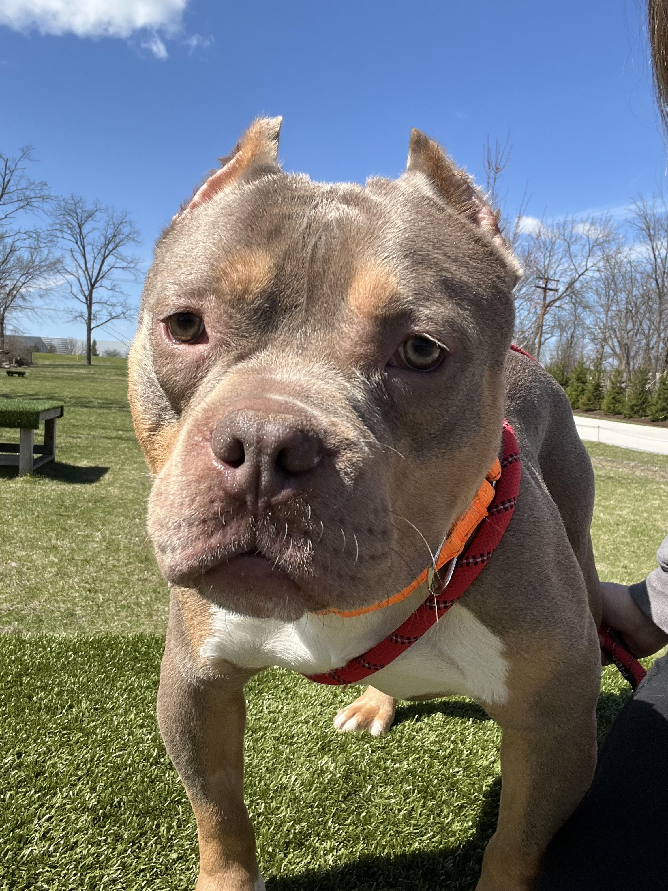 Budino, a Adoptable American Bully in Vernon Hills, IL image 5/6