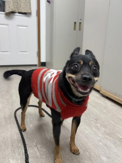 Squeaky, Adoptable, Senior Male Chihuahua & Miniature Pinscher.