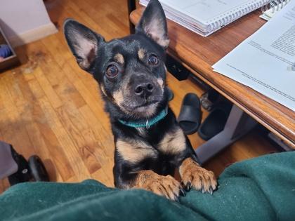 Enlarge Squeaky, a Adoptable mixed breed in Burlington, WI image 2/3