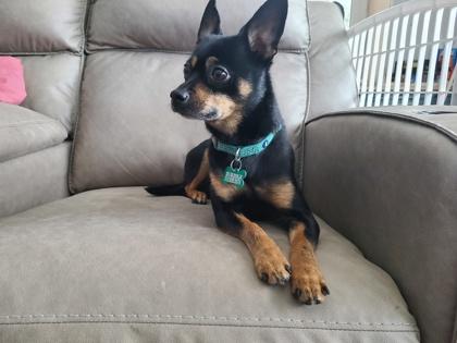 Enlarge Squeaky, a Adoptable mixed breed in Burlington, WI image 3/3